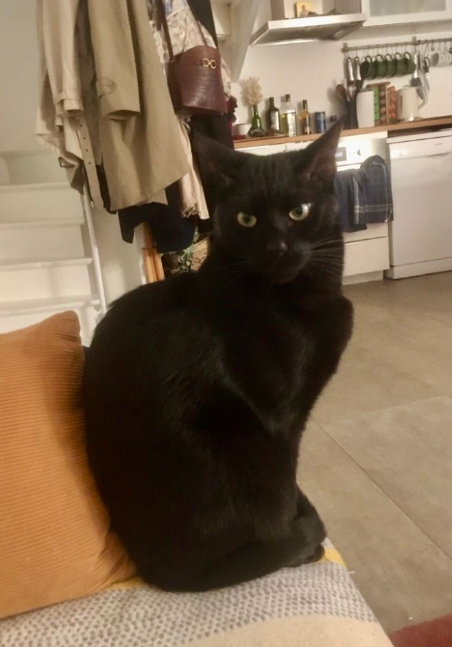 Shalimar - 21 Route Florence Arthaud, Lugon-et-l'Île-du-Carney