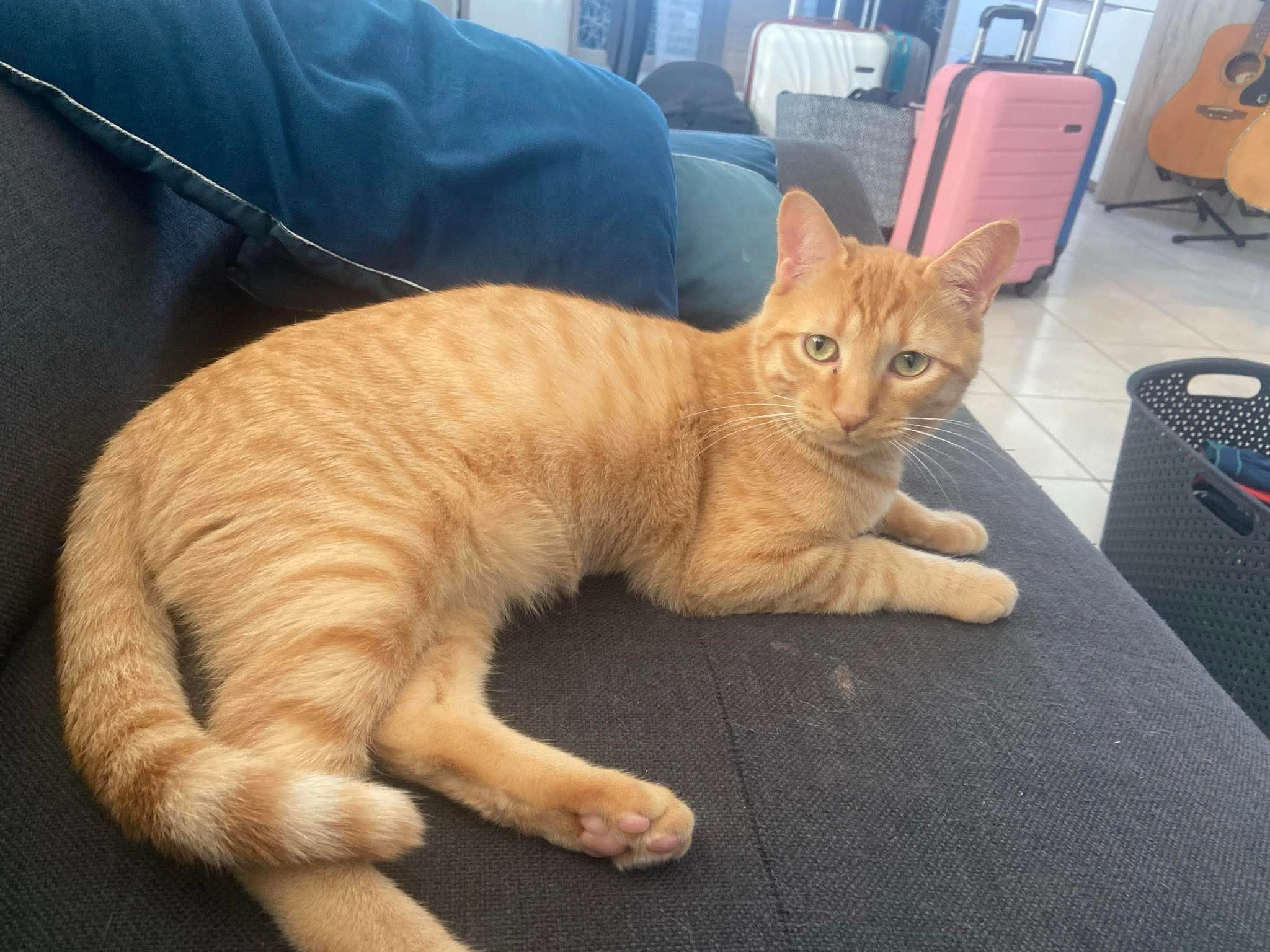 Simba - Rue Alfred Jarry, Loiron