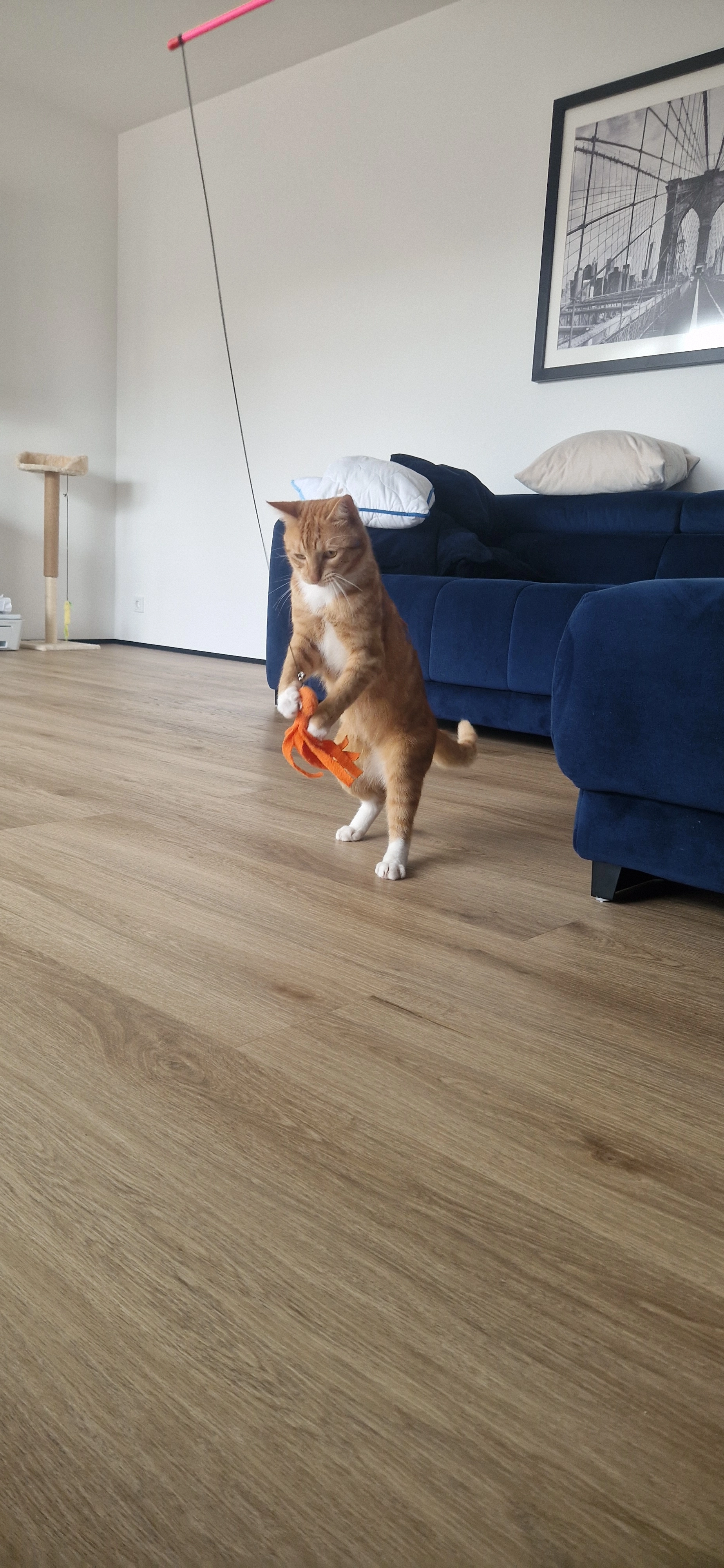 Felix  - In der Dell, Neunkirchen