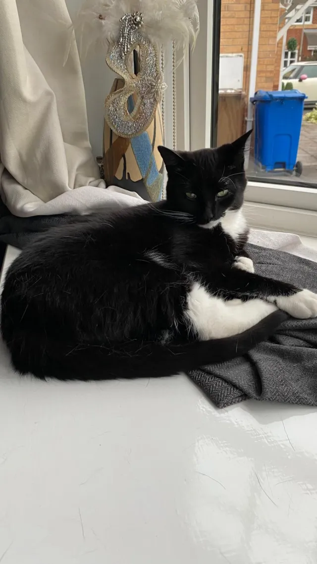 Simba - Fieldfare Close, Warrington