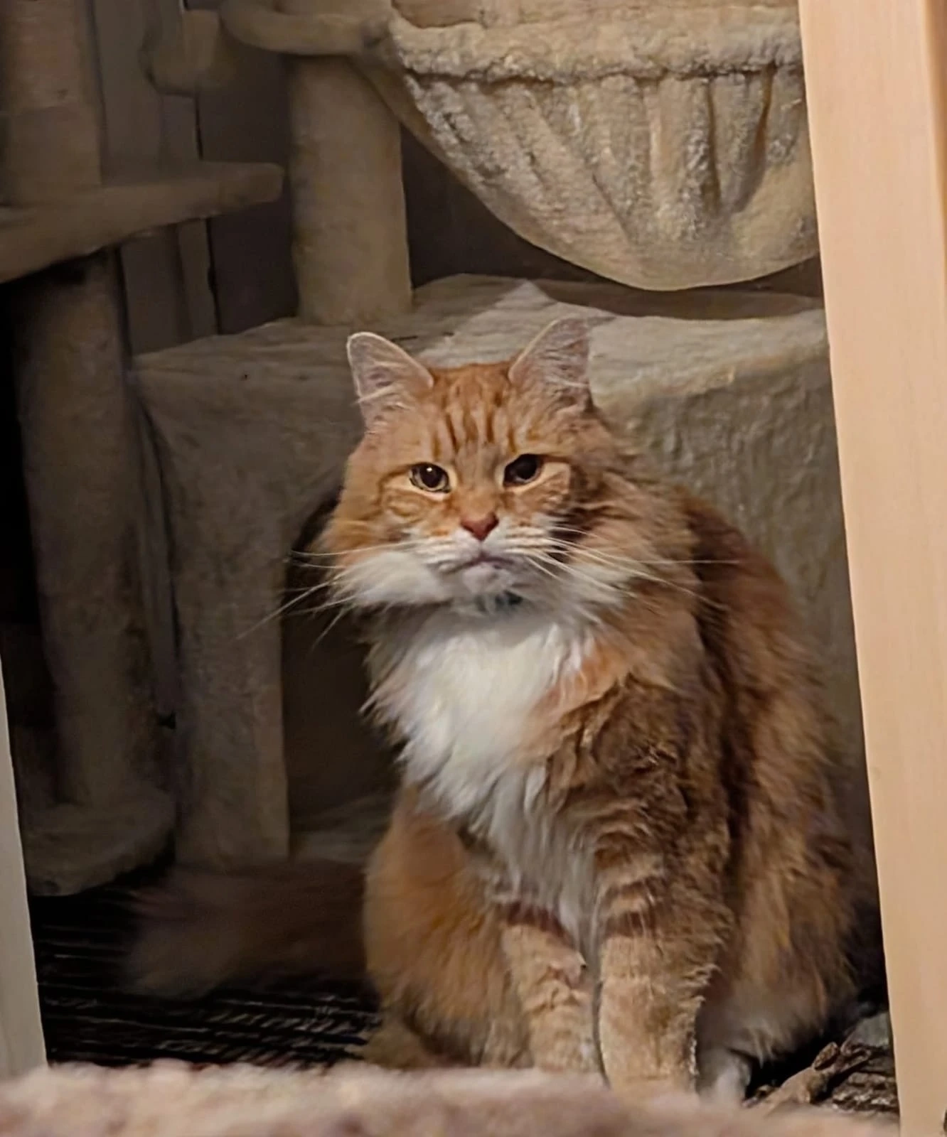 Amigo - Michael Crescent, Malvern