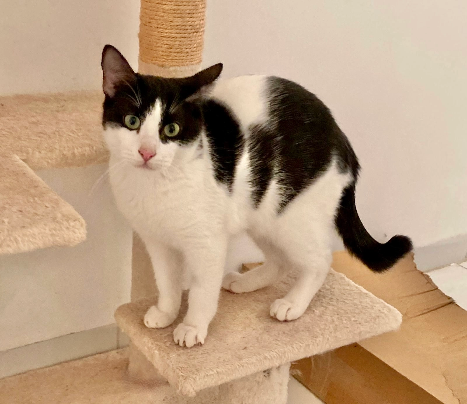 Sidi - Motzacher Haldenweg, Lindau