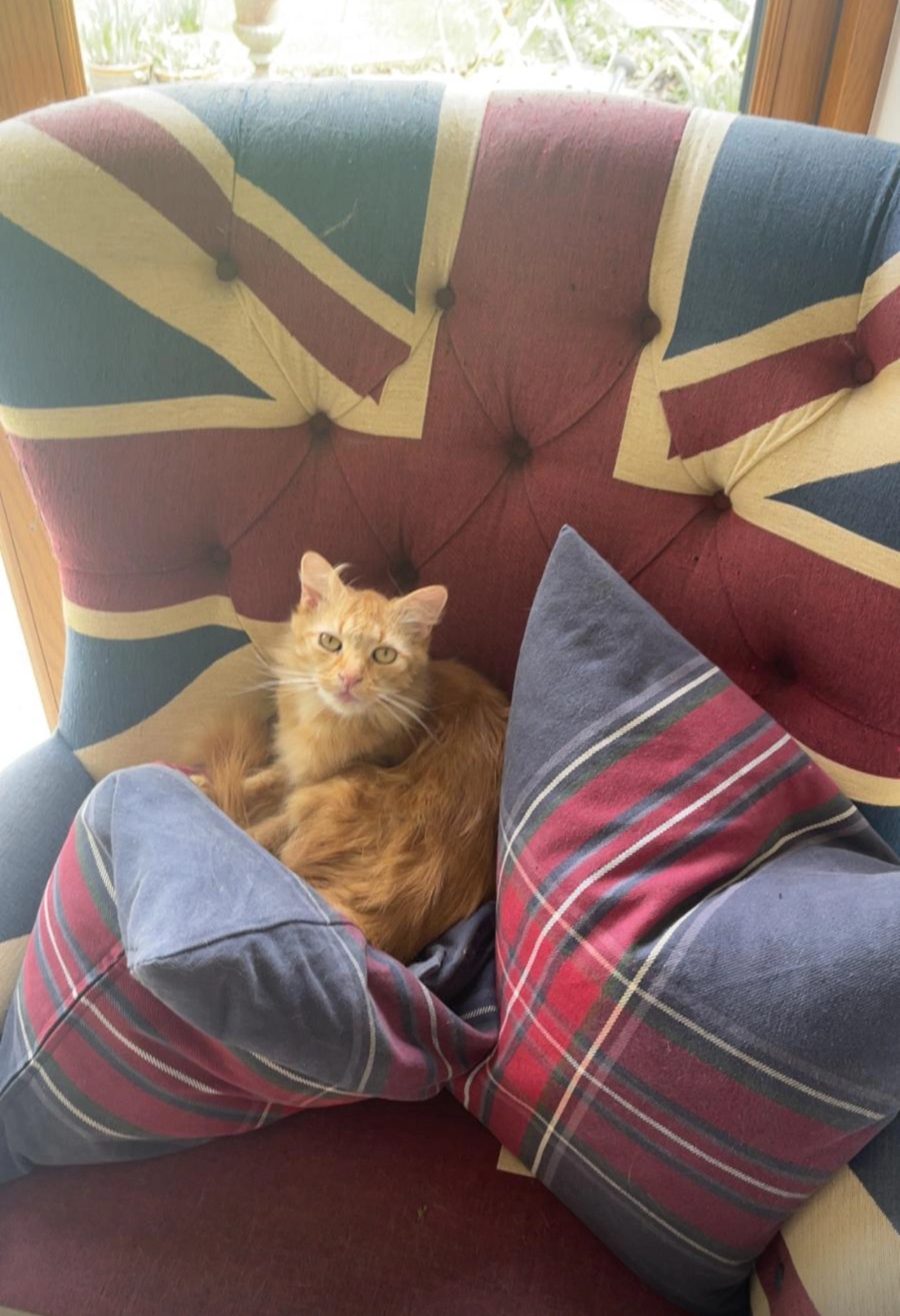 Reggie - Lower Neatham Mill Lane, Alton