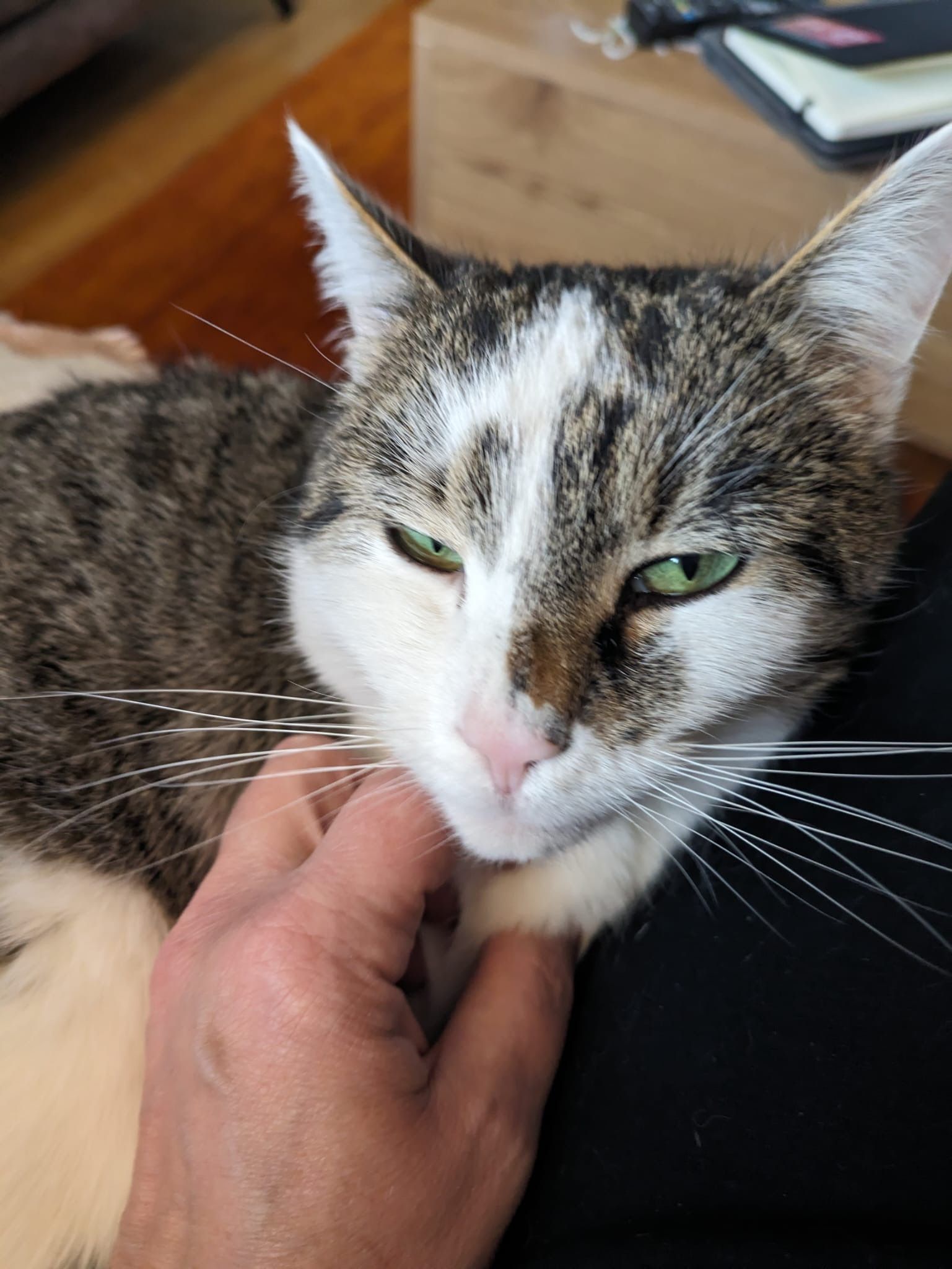 June - Einbecker Straße 15N, Northeim