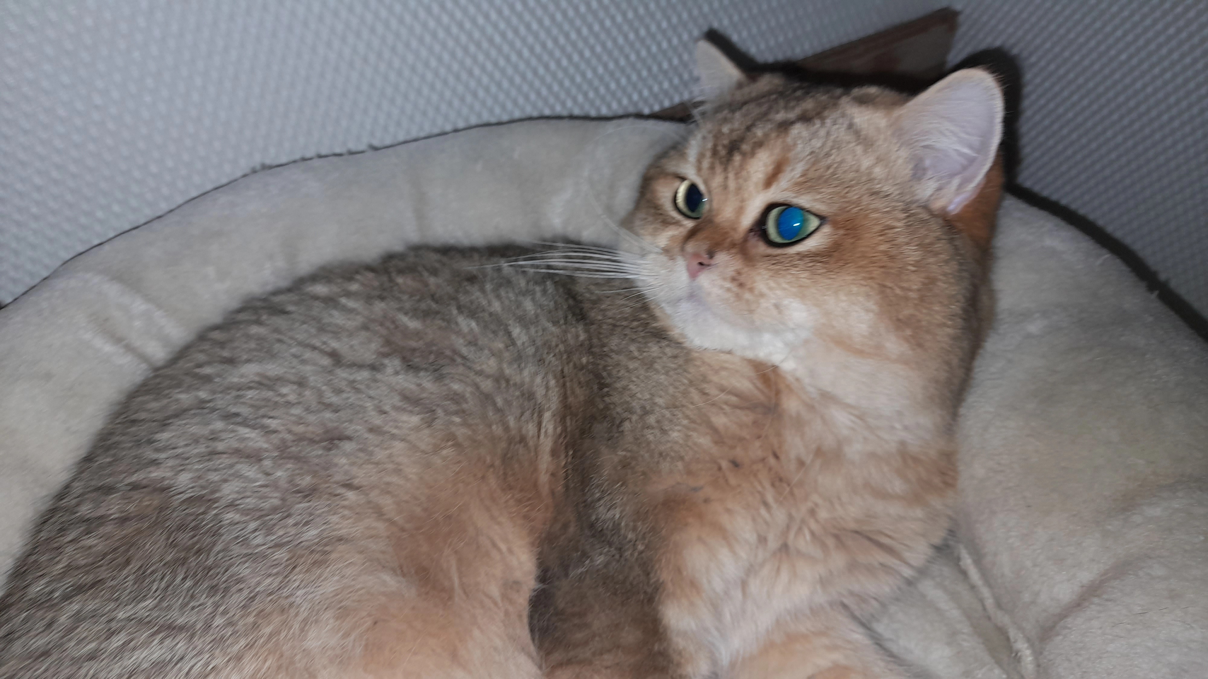 Lisonok - Berliner Straße, Syke