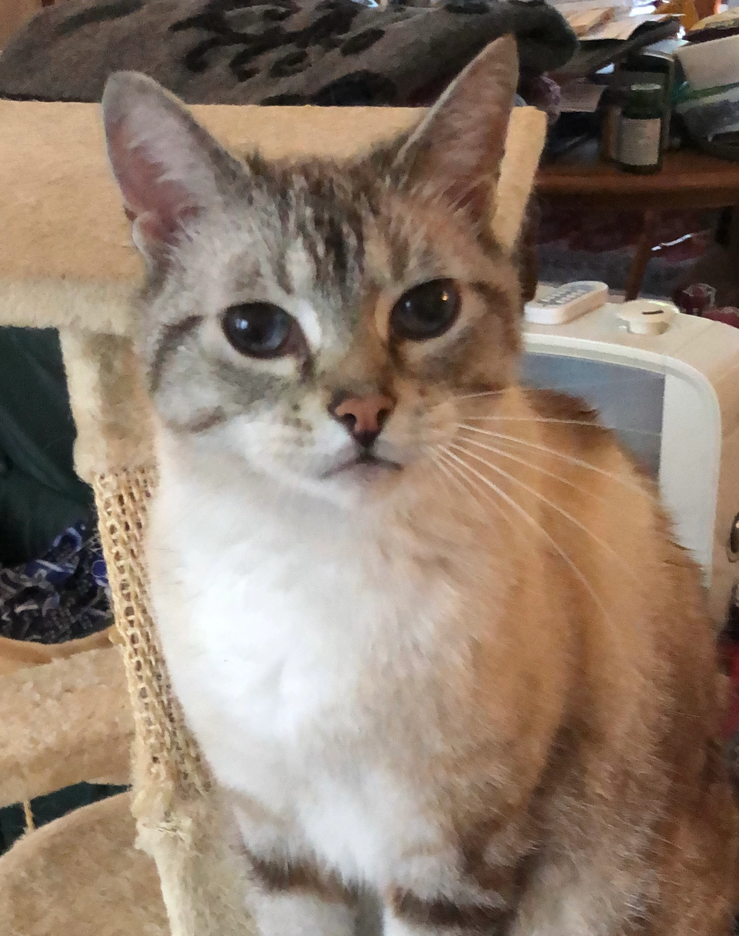 Fyodor - Hoogstraat, Eindhoven