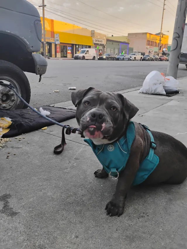 Lola aka Bolas - East 74th Street , Los Angeles