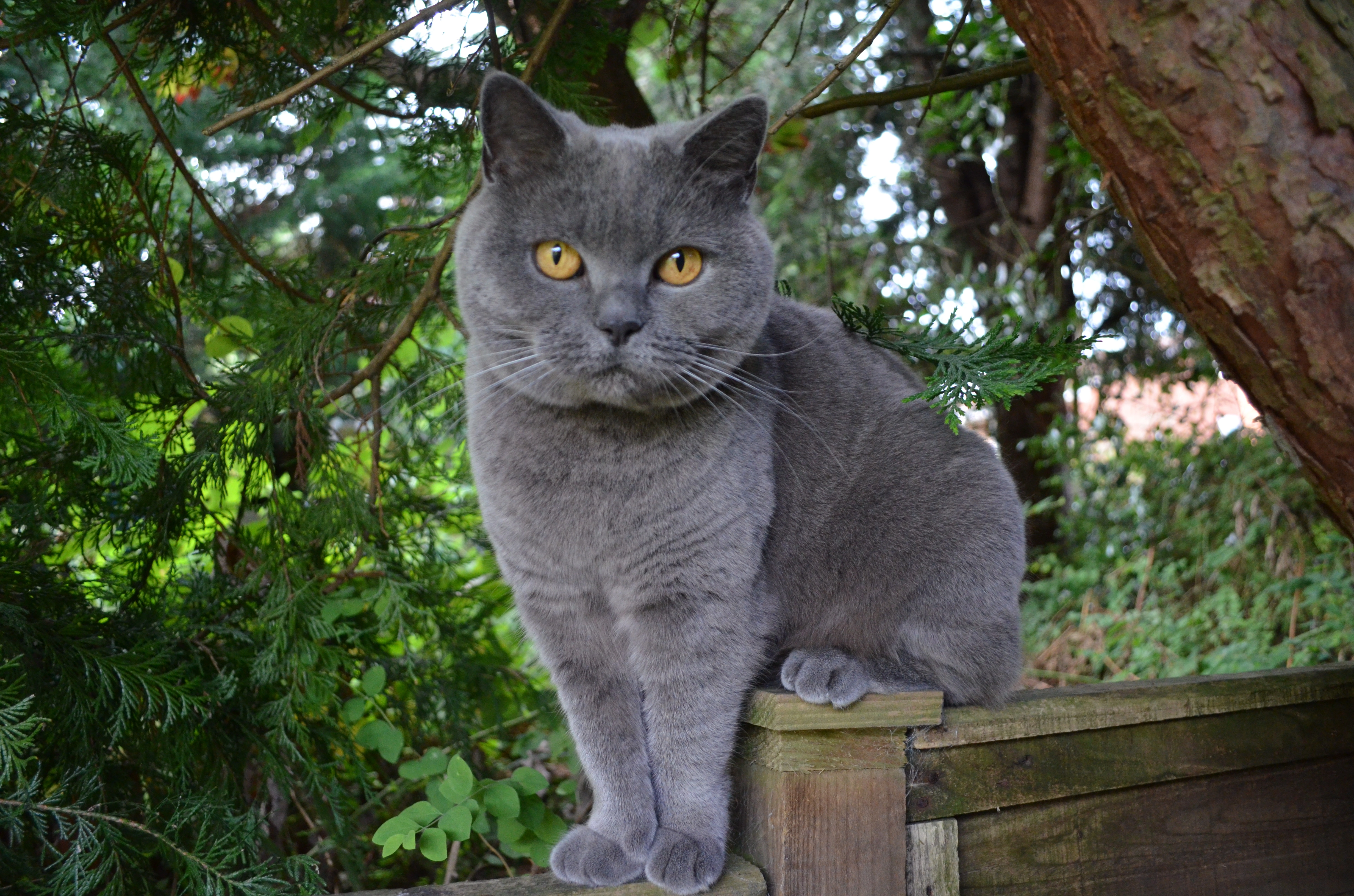 Bella - Villa Close, Lincoln