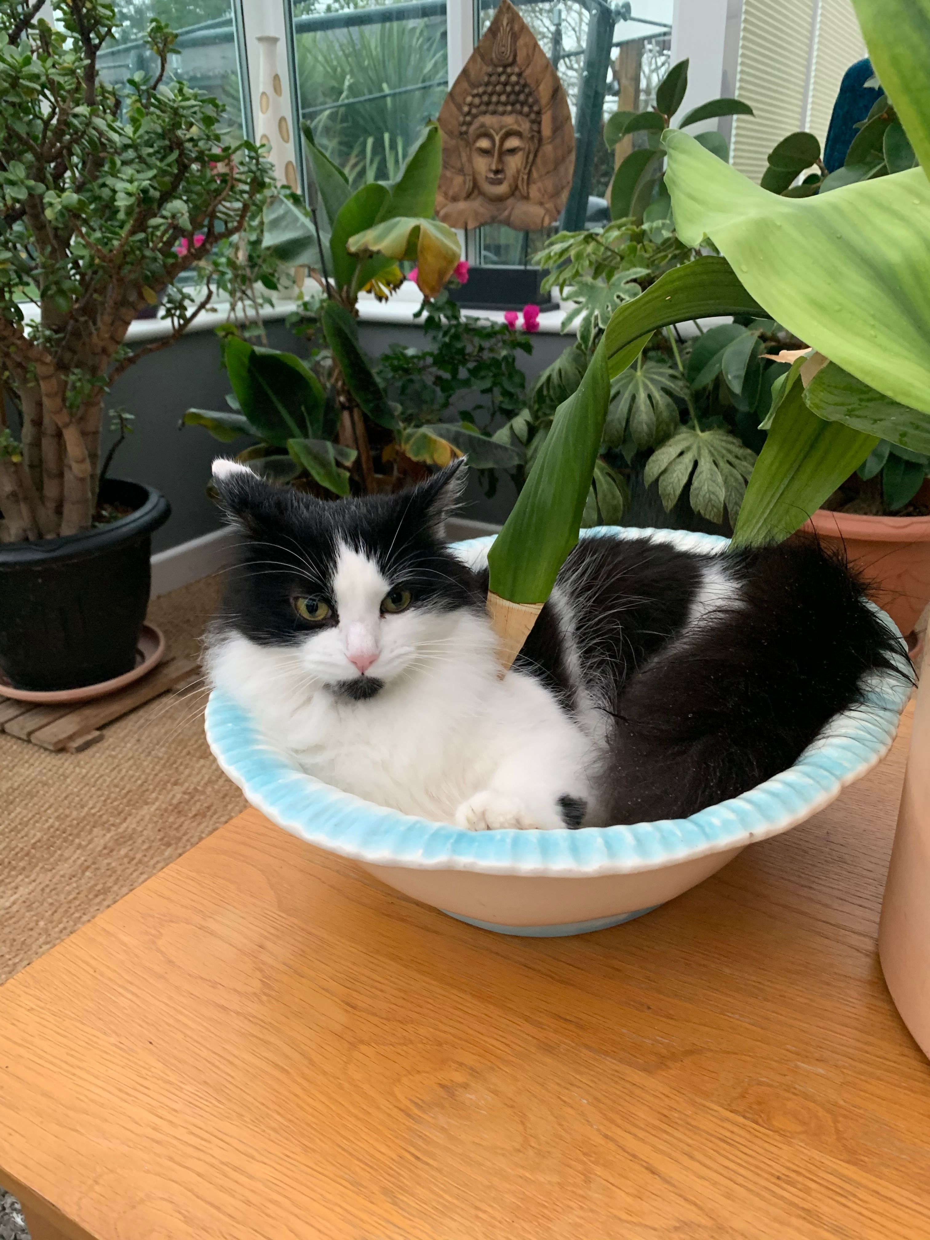 Pumpkin  - Sharp's Lane Horringer , Bury St Edmunds