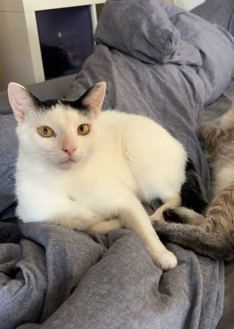 Oreo - Leibnizstraße, Bayreuth