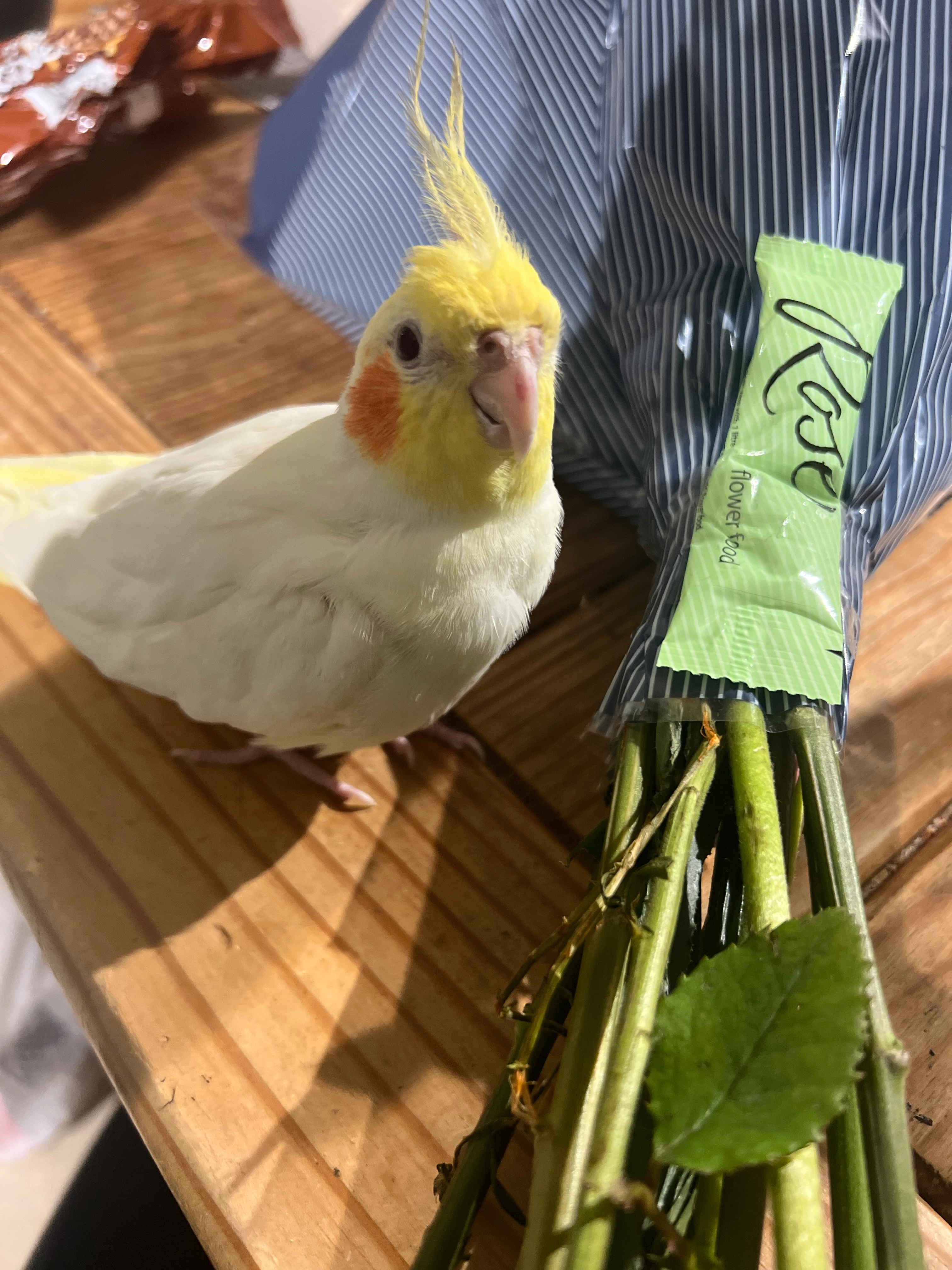 Pumpkin  - Saint Cronan's Avenue, Swords