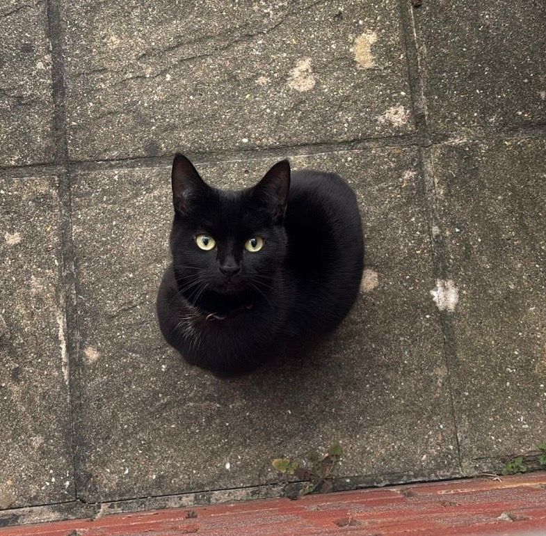 Marmite - Marshwood Avenue, Poole