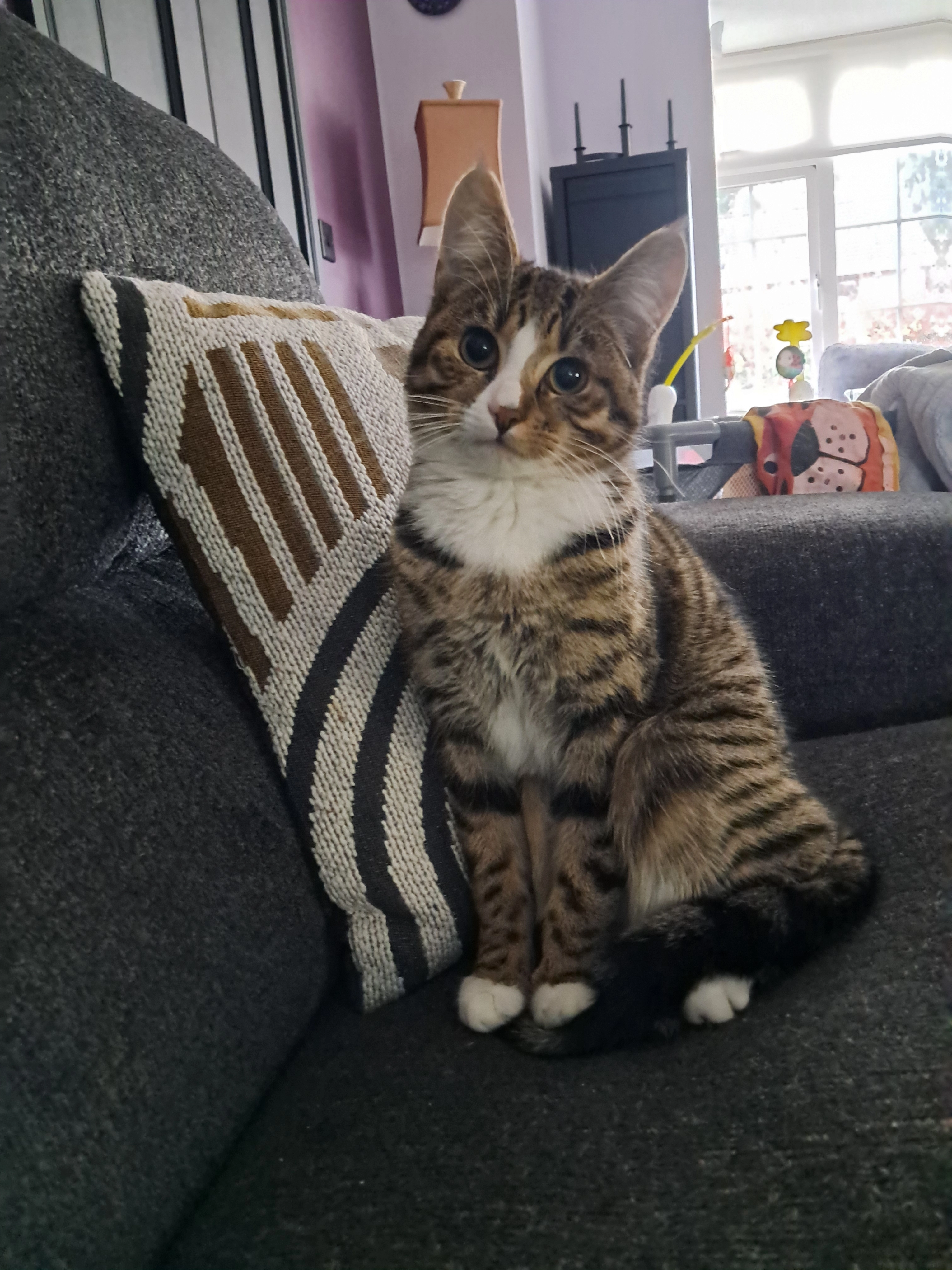 Luna - Ardnacassa Manor, Longford