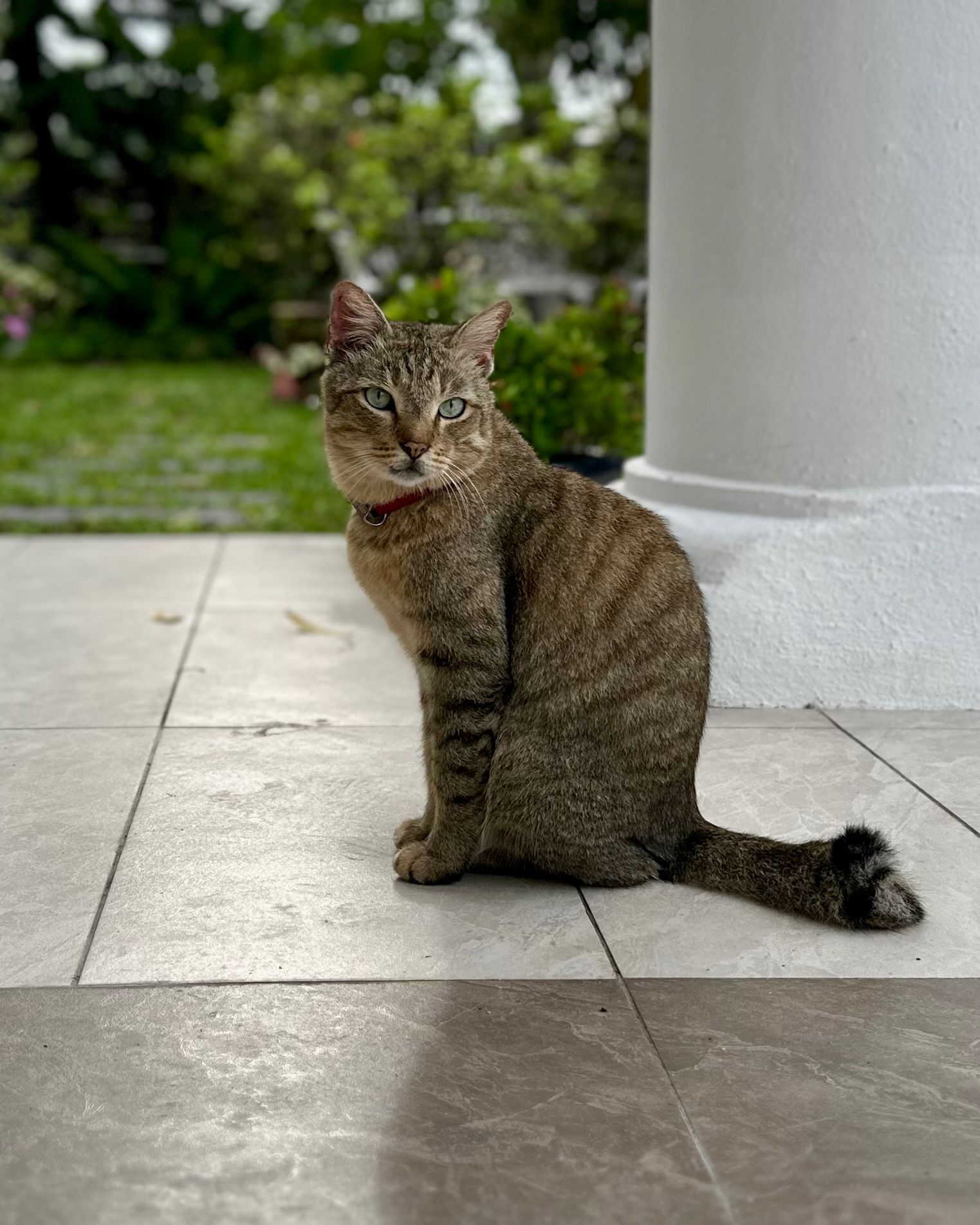 Milo - Jalan Impiana, Impiana Residence, Nilai 71800