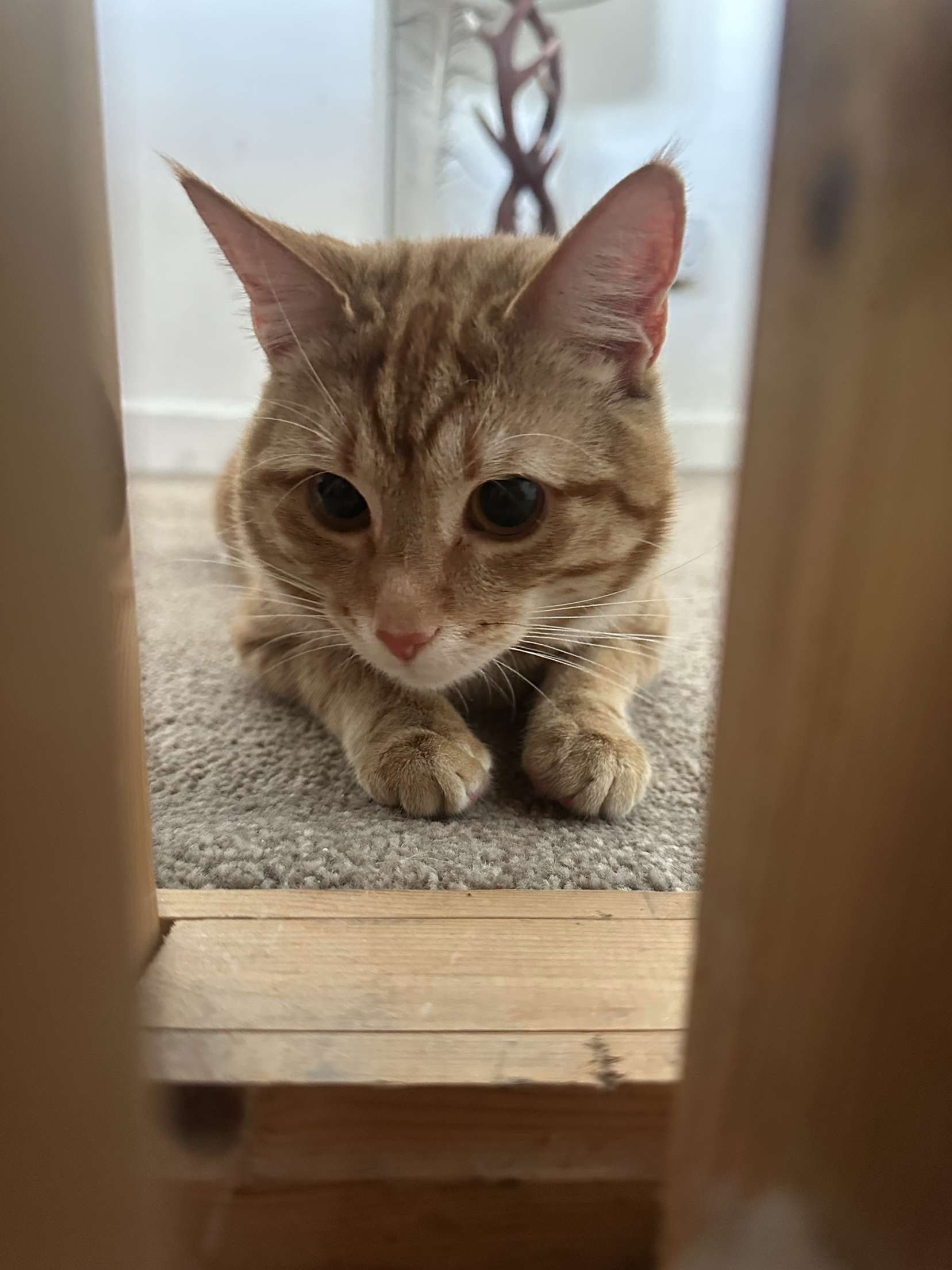 Oscar - 44 Bronllys Place, Croesyceiliog