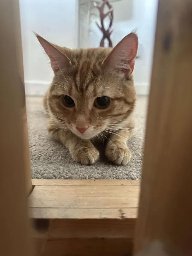 Oscar - 44 Bronllys Place, Croesyceiliog