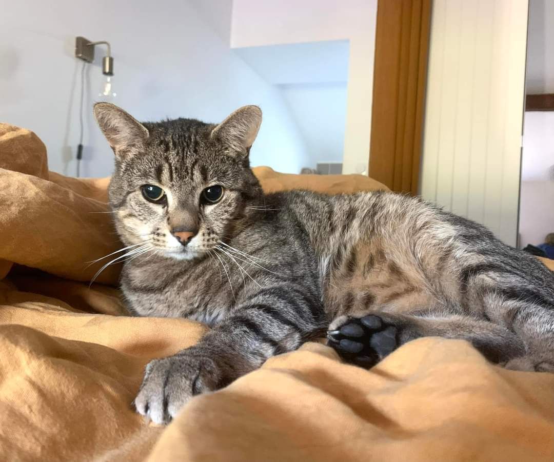 ALRIQ - Rue Pasteur, Margaux