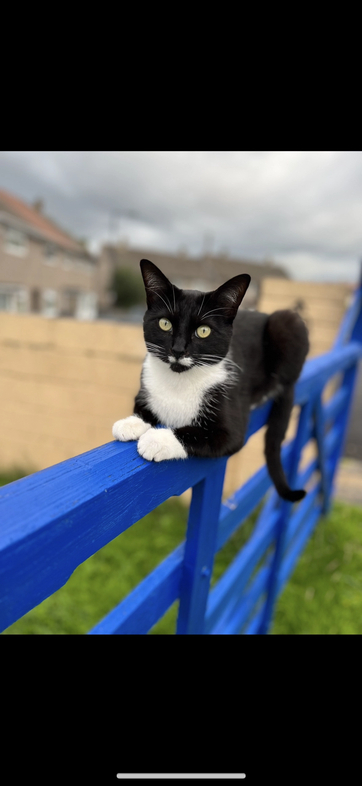 Winston - Marlepit grove BS13, Bristol