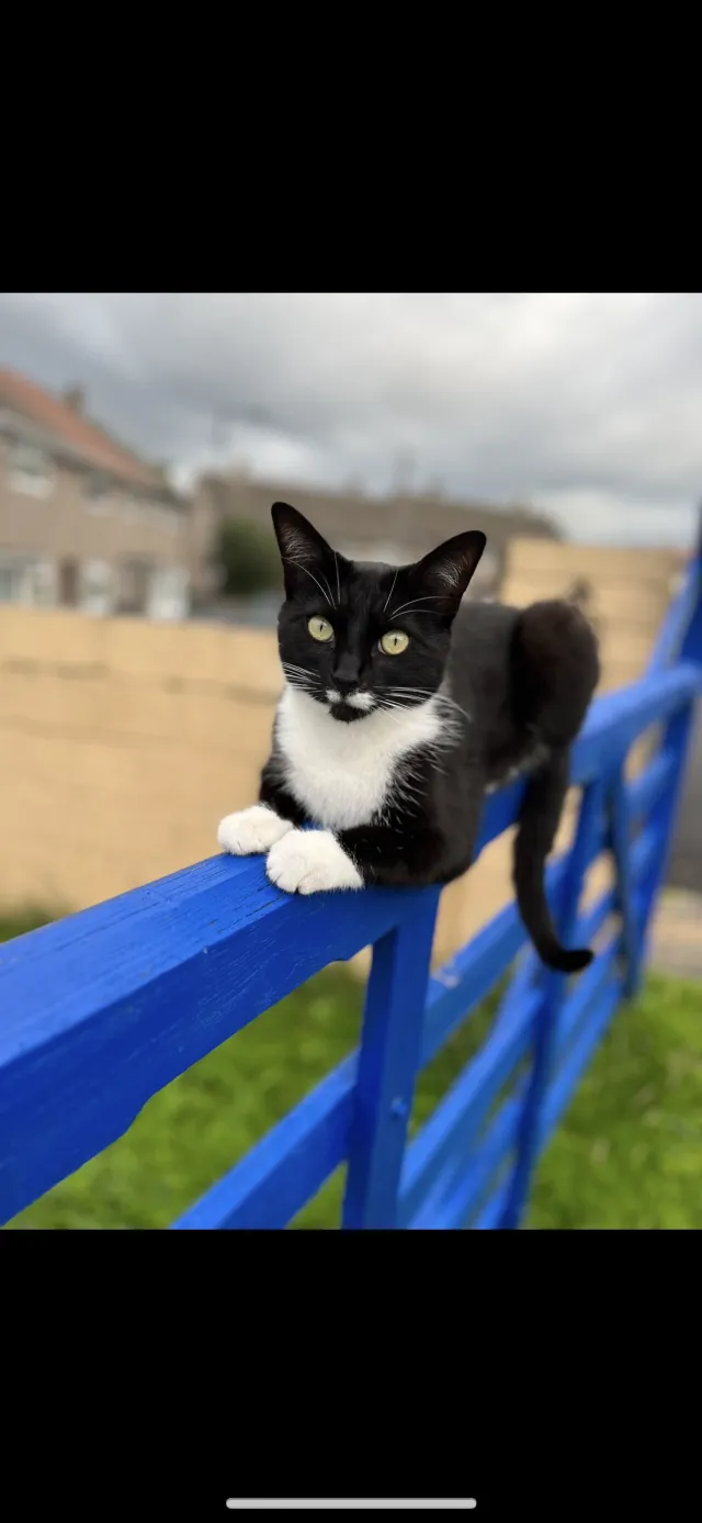 Winston - Marlepit grove BS13, Bristol