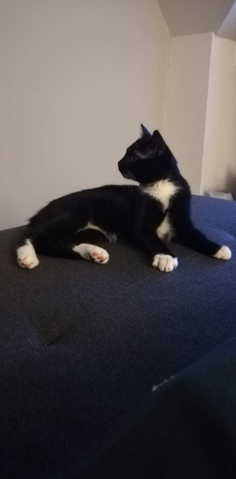 Donner - Rehestädter Weg 2A, Arnstadt