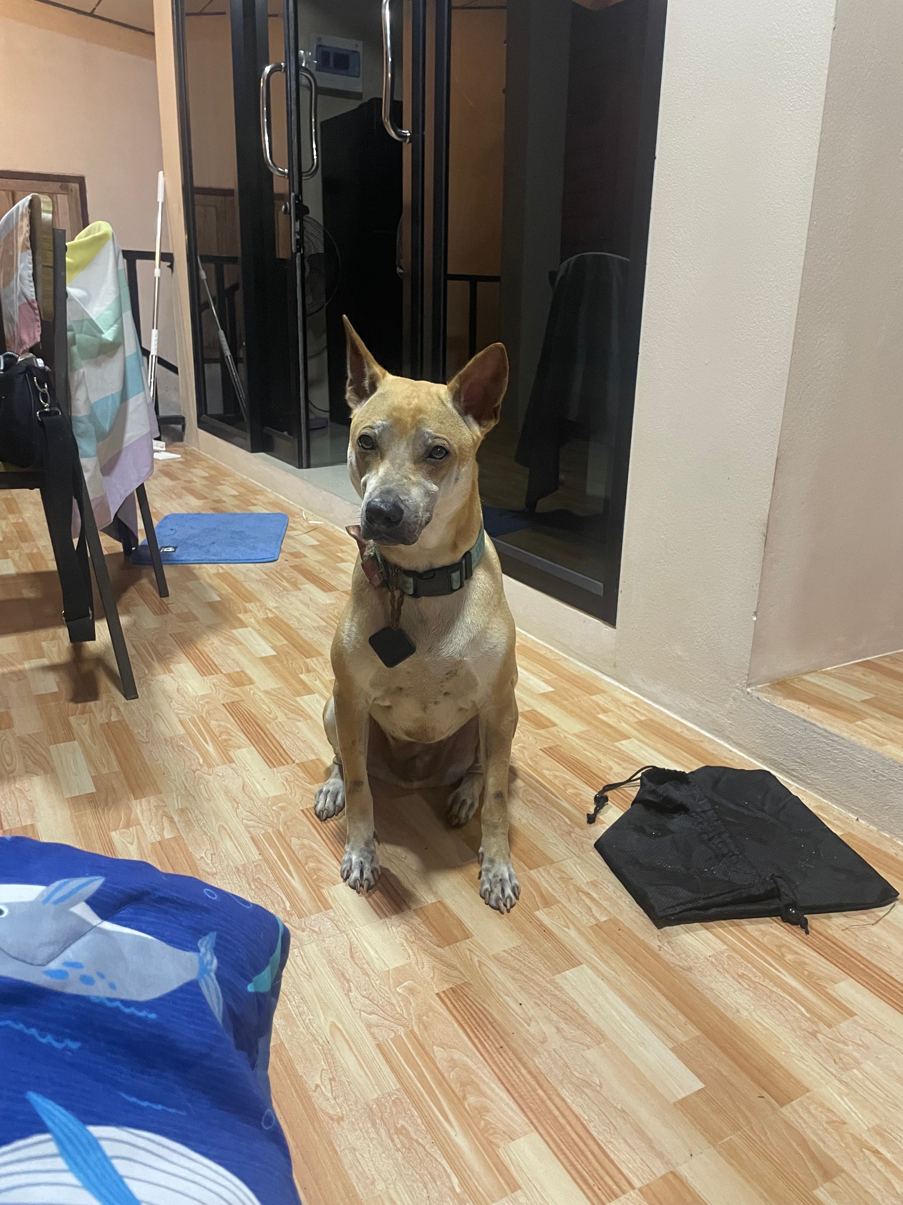 Alfie - Soi, Ko Samui