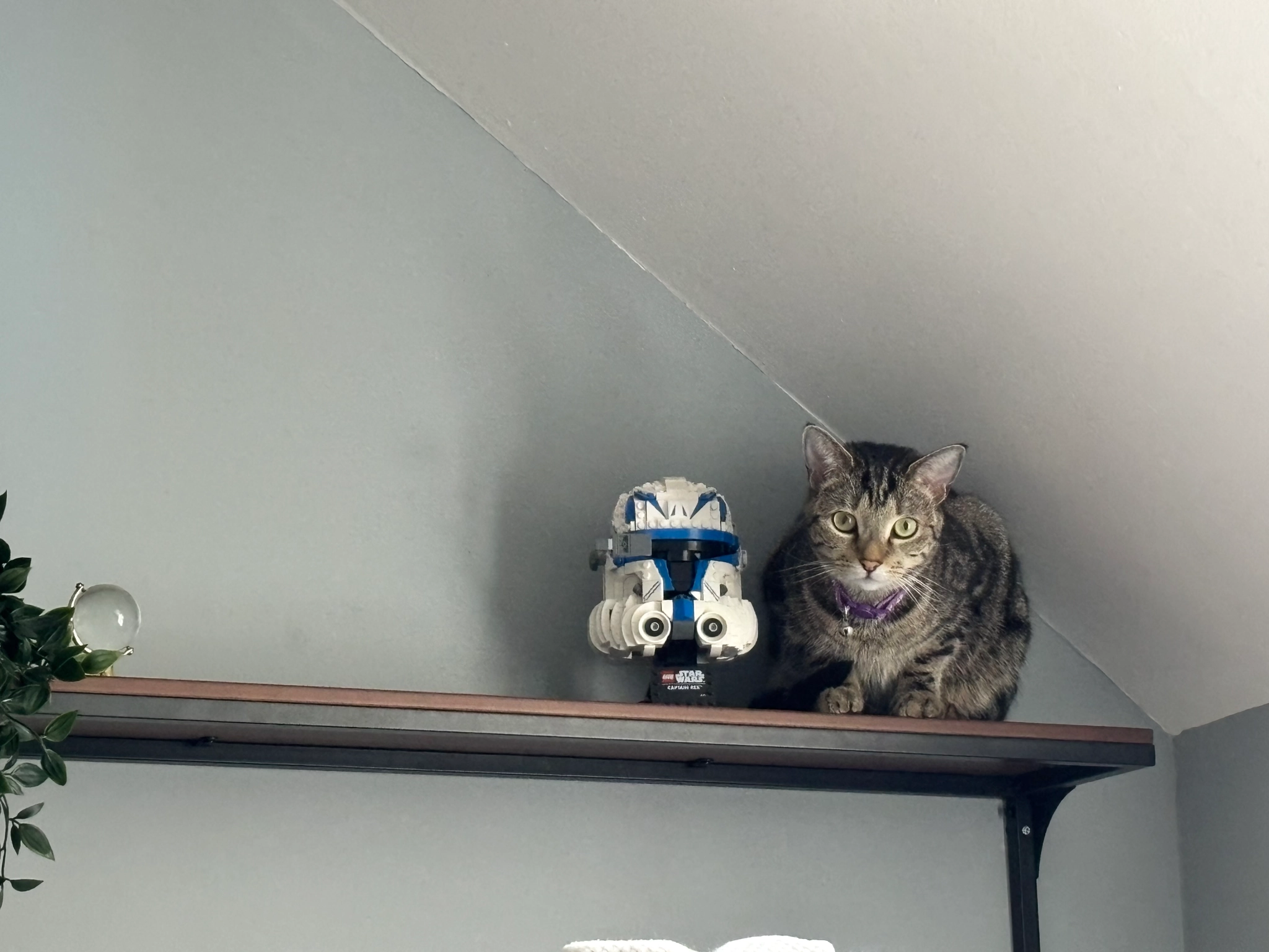 Mixie - Millcourt, Tinahely