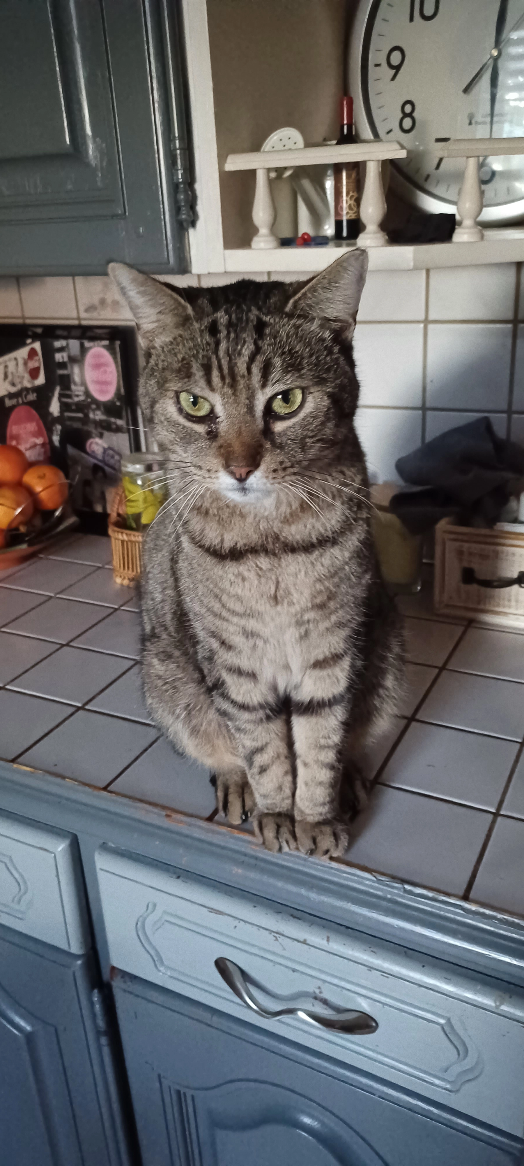 Tomy - Rue des Fusillés, Cheniménil