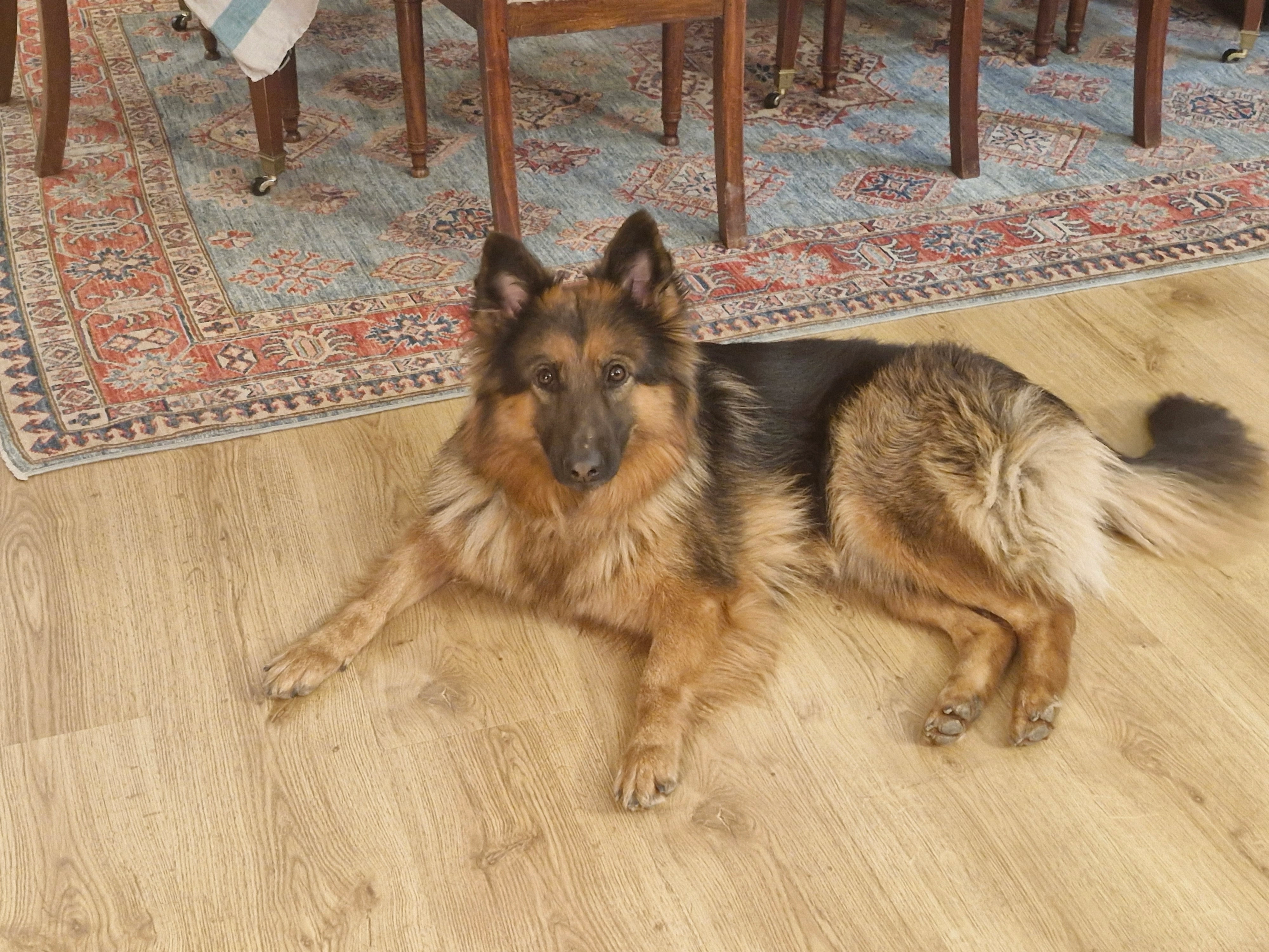 Sydney  - Rue De Beausoleil, Cesson-Sévigné