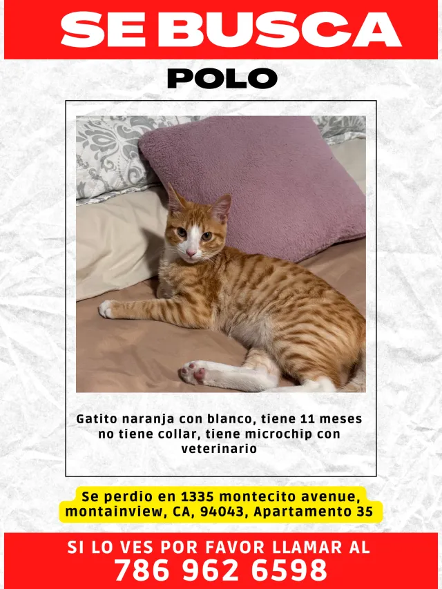 Polo - Montecito Avenue, Mountain View