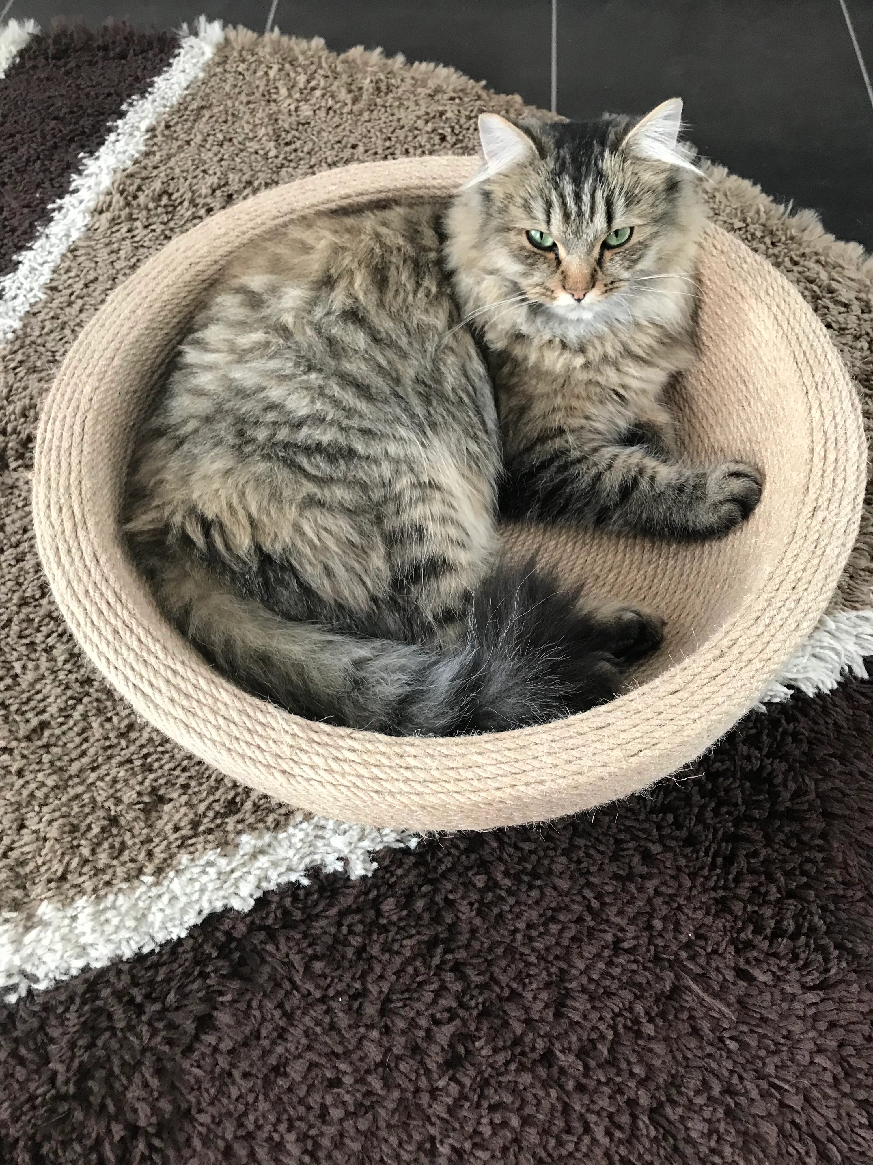 Monty - Brunnenstraße, Sachsenheim