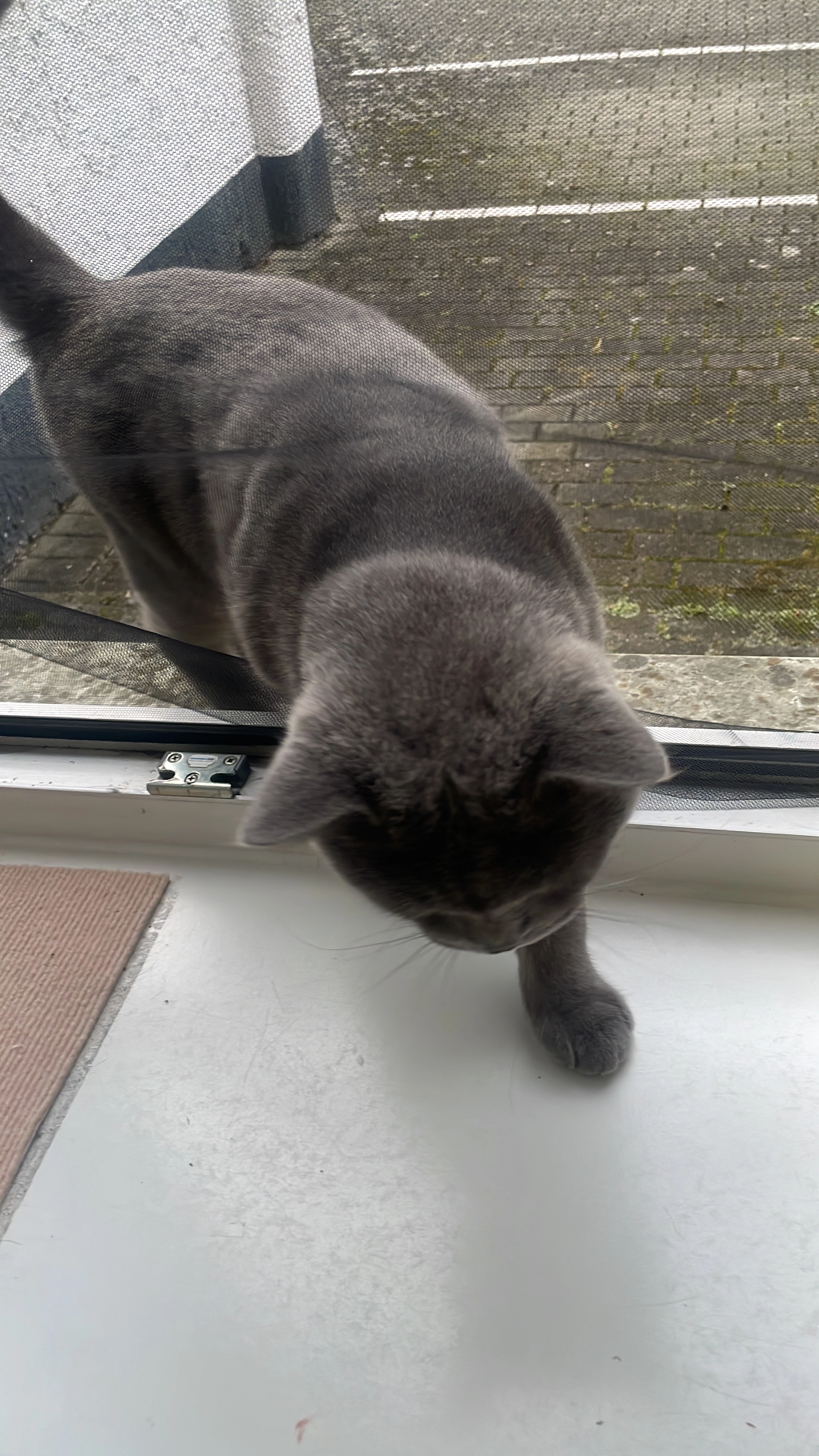 Kitty - Beckeradstraße, Gelsenkirchen