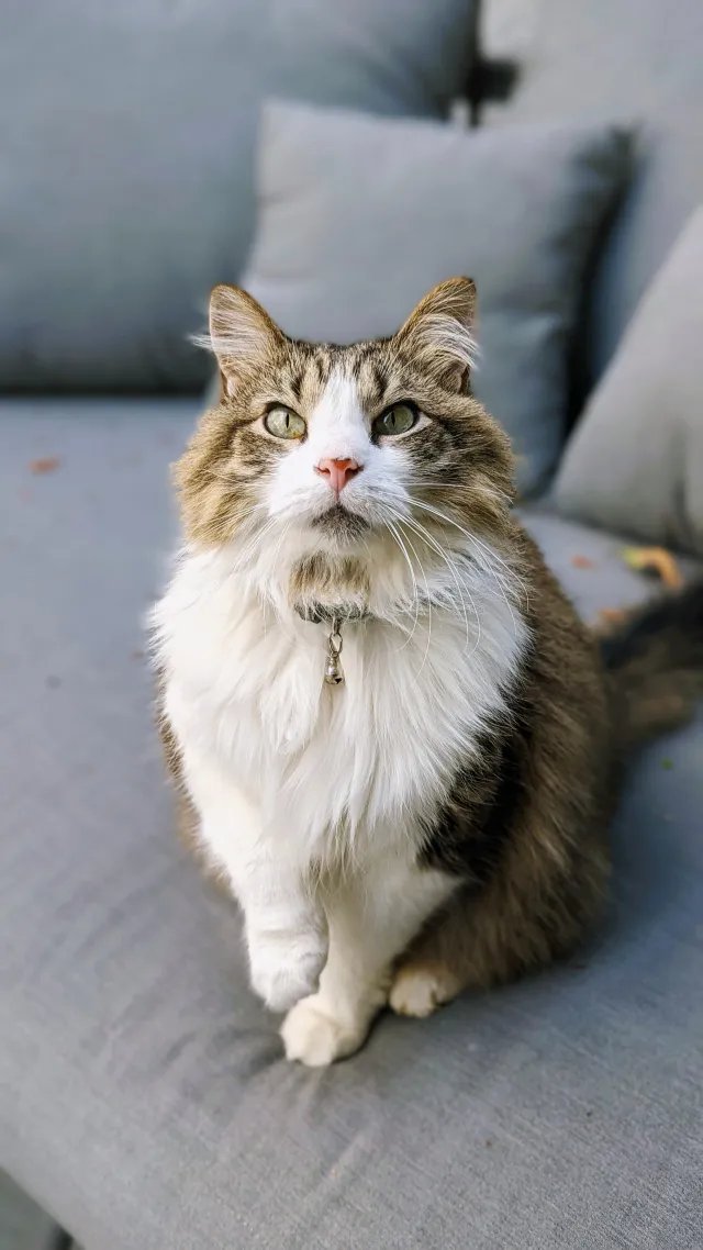 Furball - Flower Creek Lane, Yorba Linda