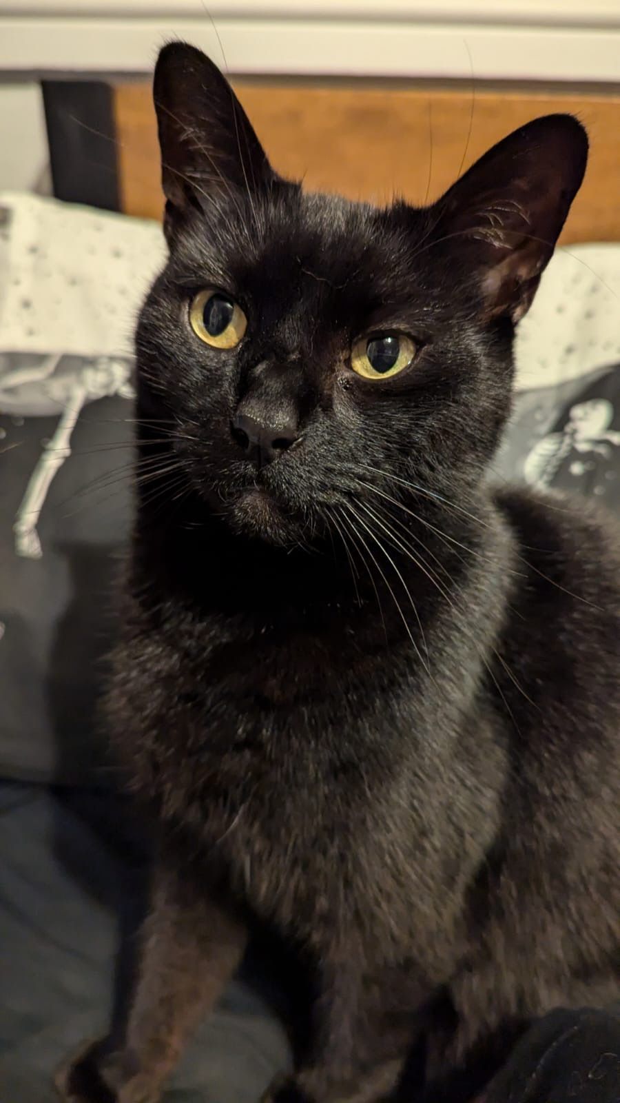 Kasper - Argyll Street, Shrewsbury