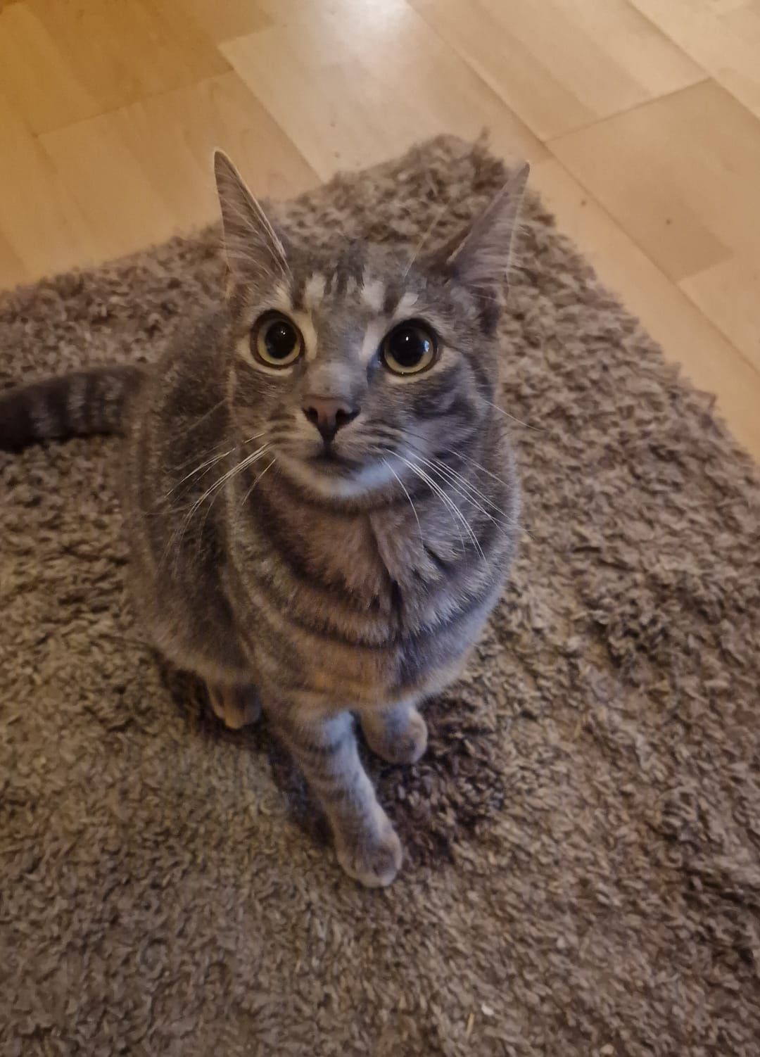 Polli - Ludwig-Kayser-Straße, Nienburg