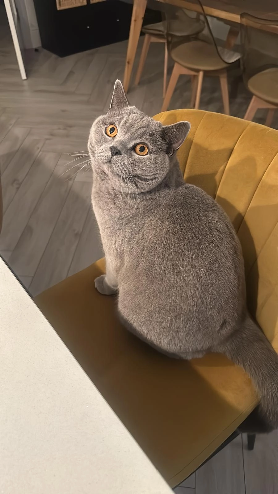 Hamish - Norton Road, Bournemouth