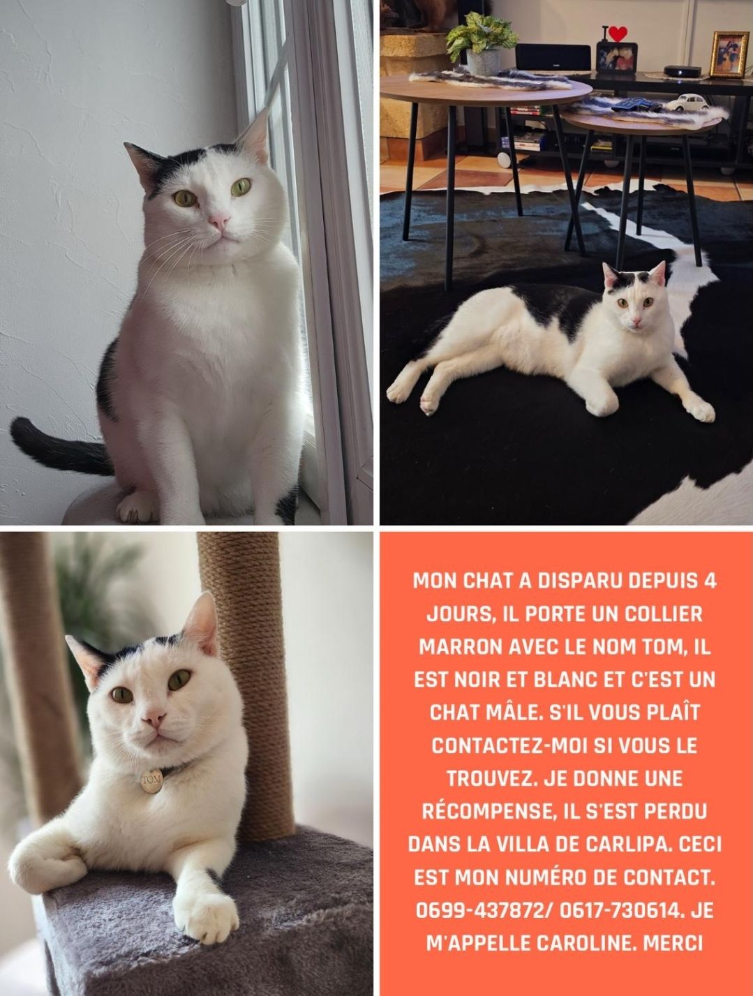 Tom - Chemin de Carlipa, Villepinte