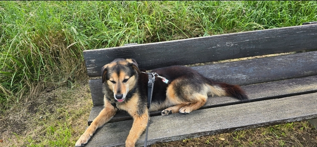 Biscuit - 90 Rue de Luxembourg, Mersch