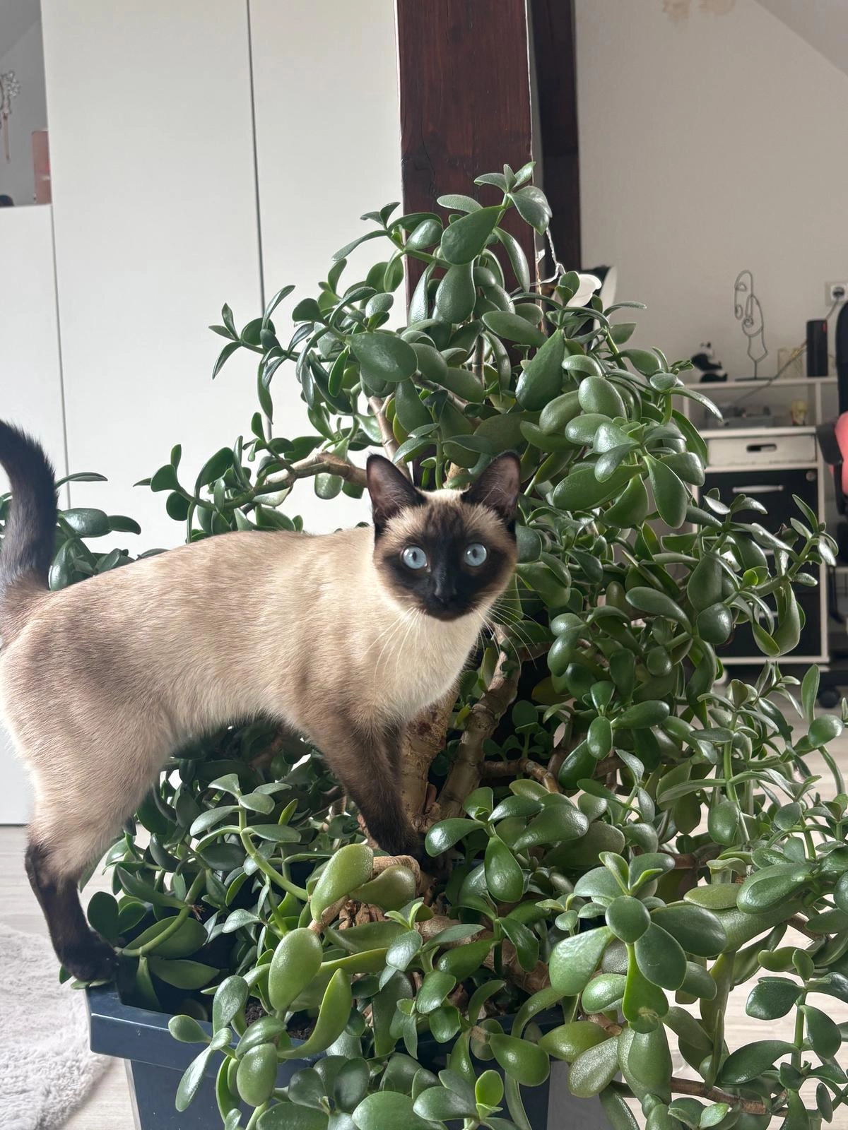 Selina - Talstraße, Moers