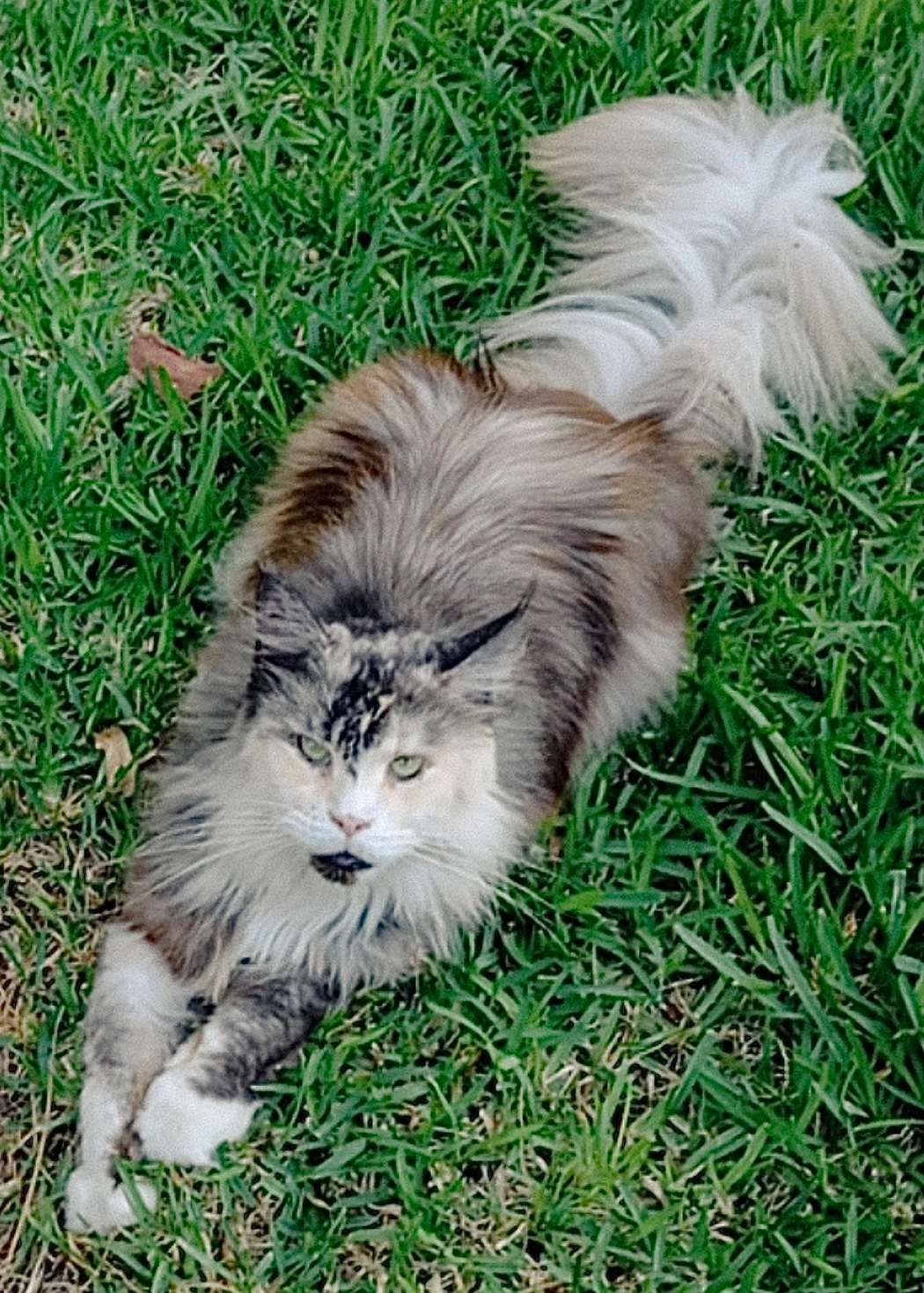 Romance - Avenida Roentgen, Torrevieja