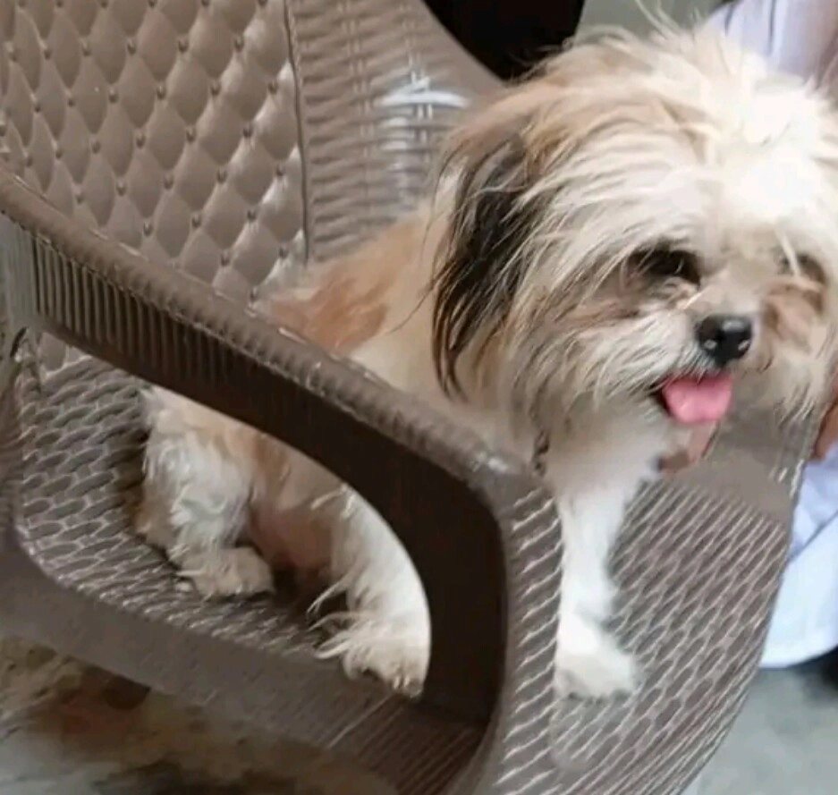 Missing Cat - Nabilpura, Lahore