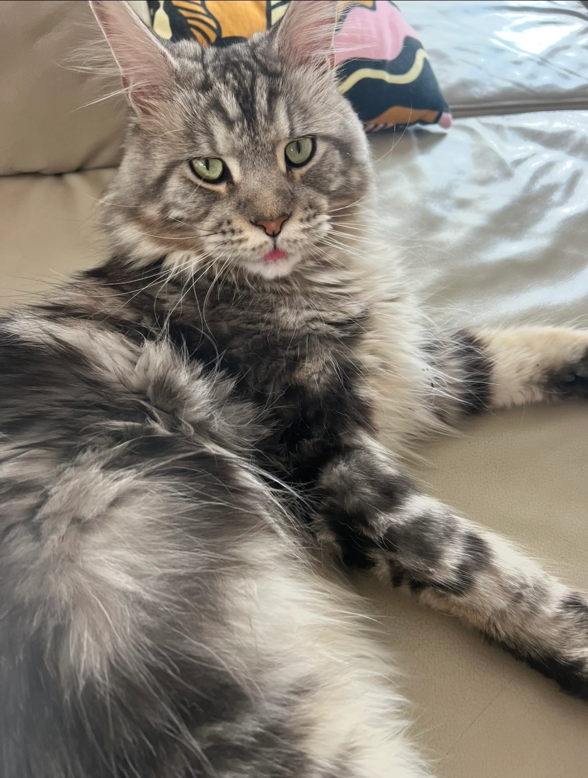 Duman - Volkartstraße, München