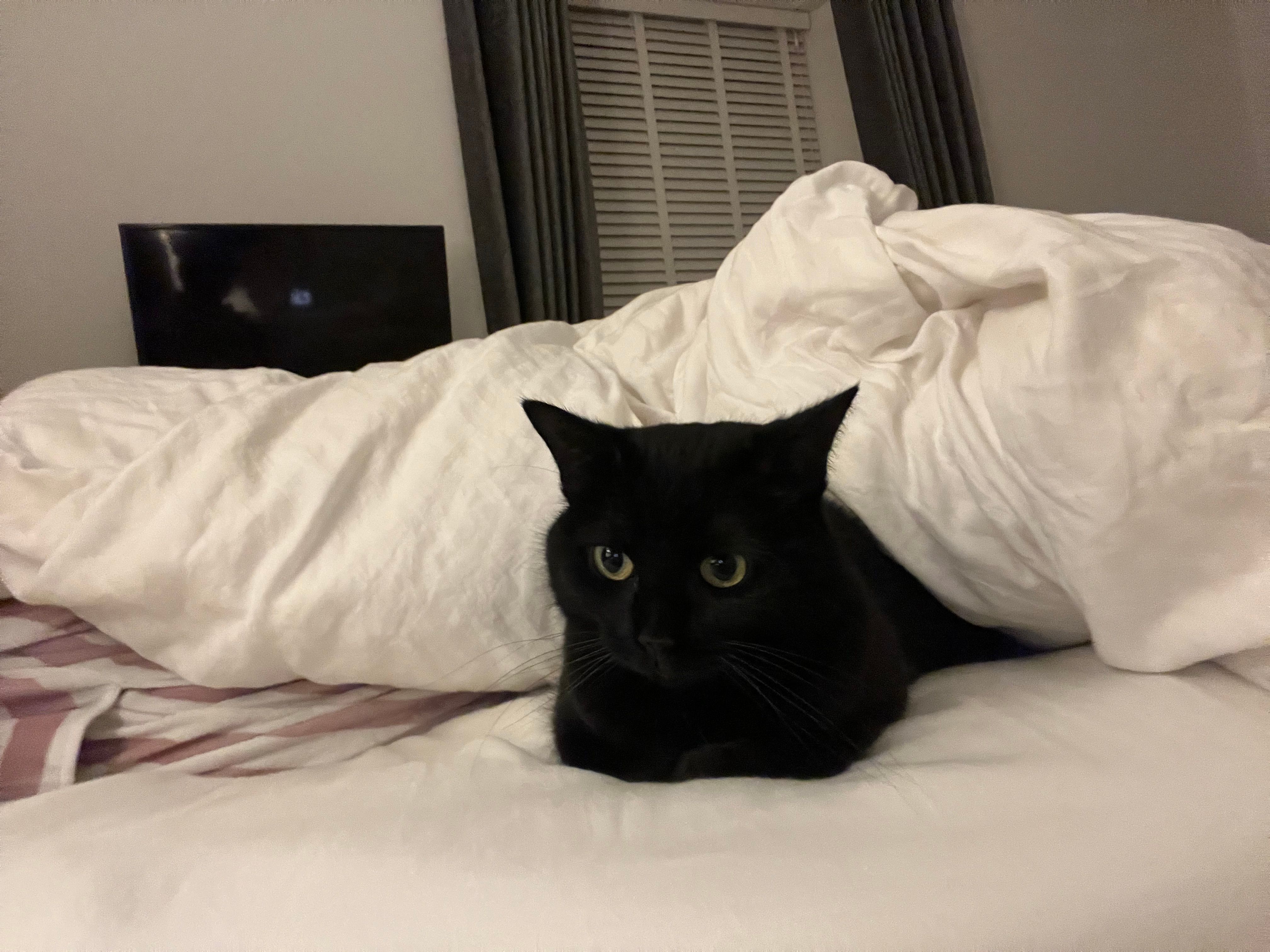 Miss Winkles - KA7 2, Ayr