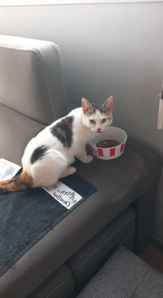 Leia - 280 Les Jardins de Milans, Hervelinghen