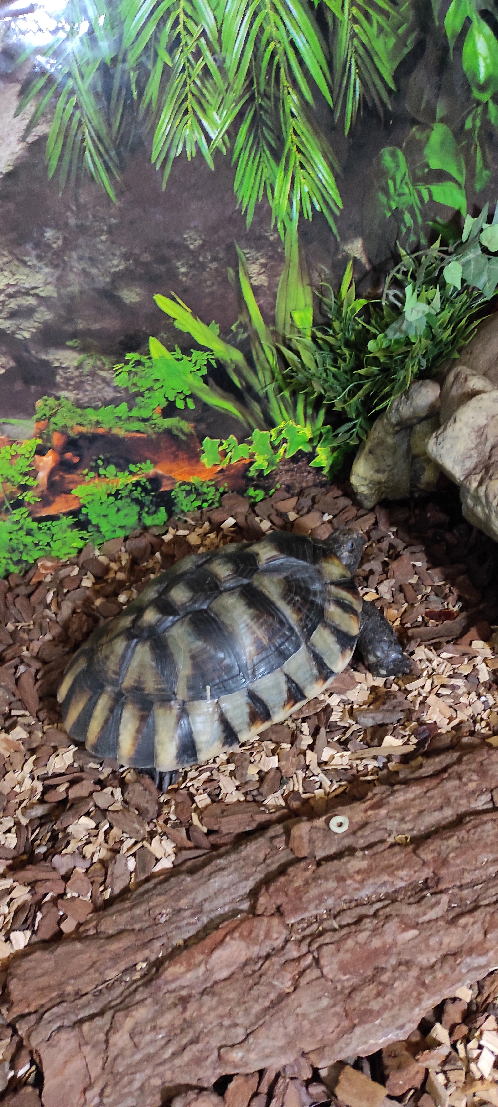 Emma ist ein Schildkröte - Am Kirchplatz, Freigericht