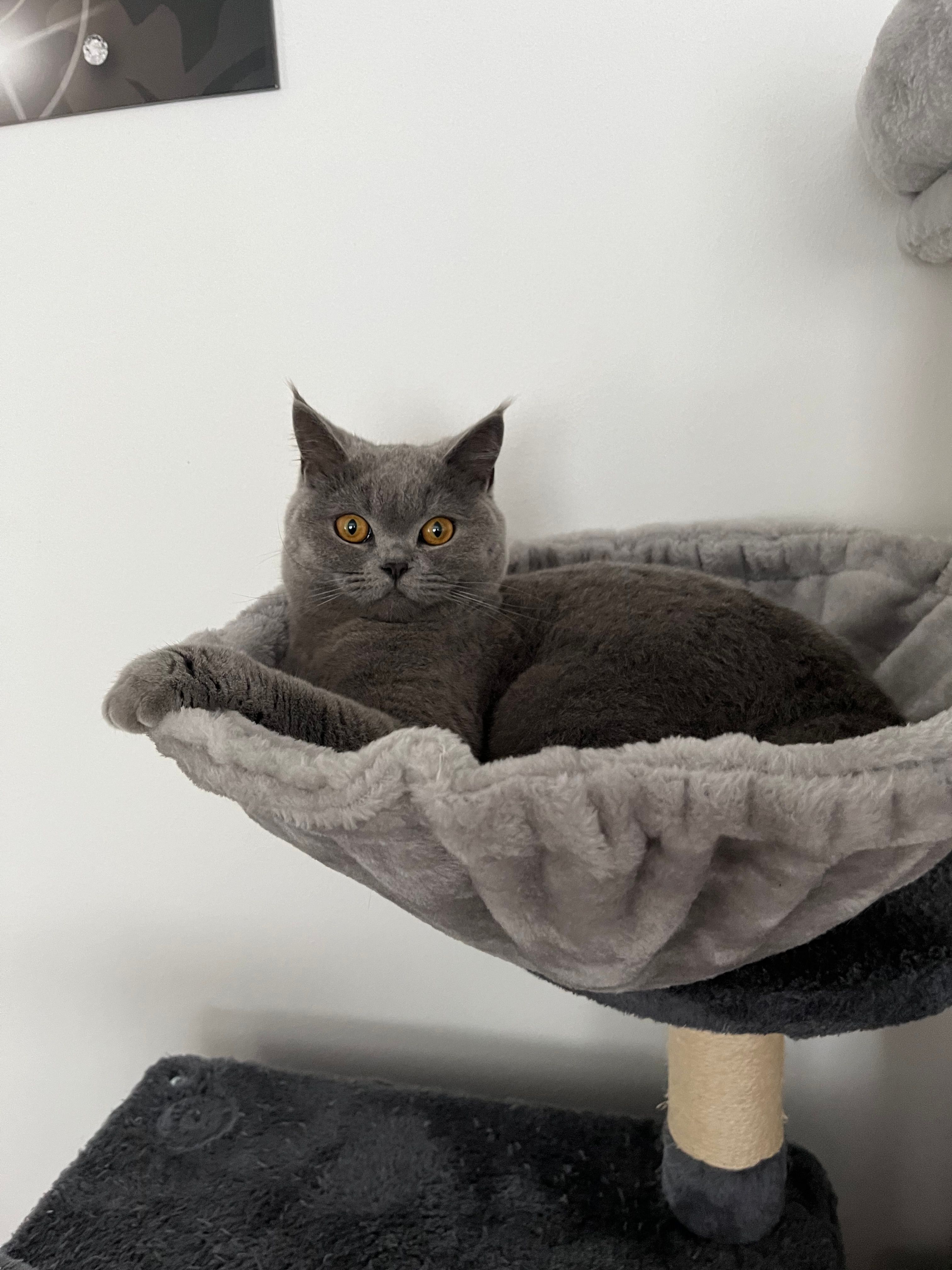 Mischa - Von-Lutz-Straße, Bad Wildbad