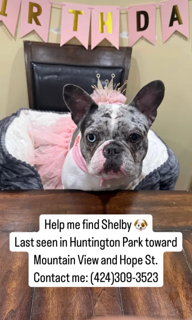 shelby - 2726 Hope St, Huntington Park