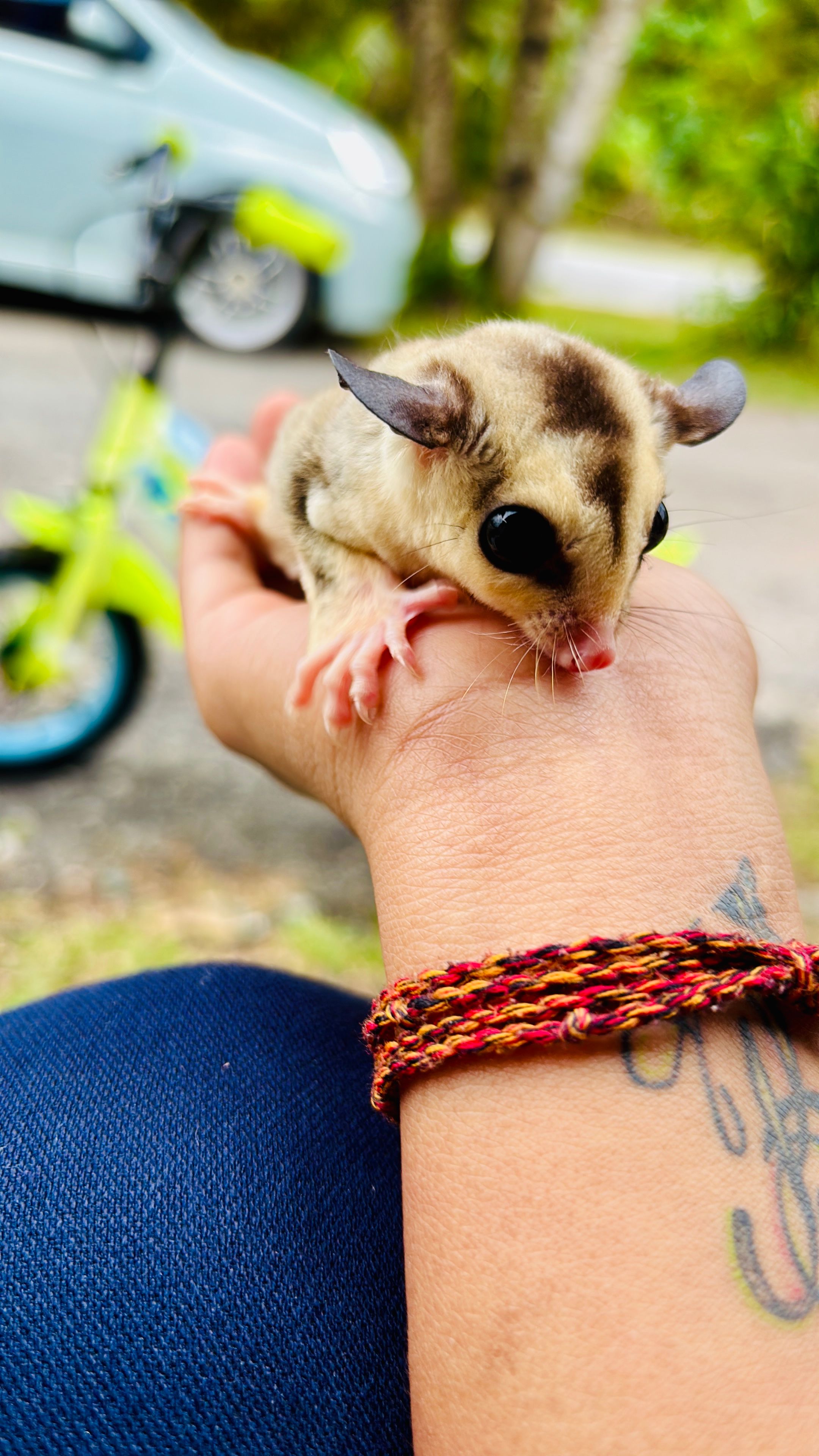 Toby - Jalan Kenari 1, Bandar Kulim