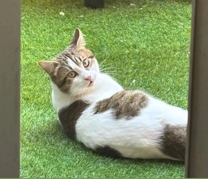 Tomi - Via Caprera, Genoa