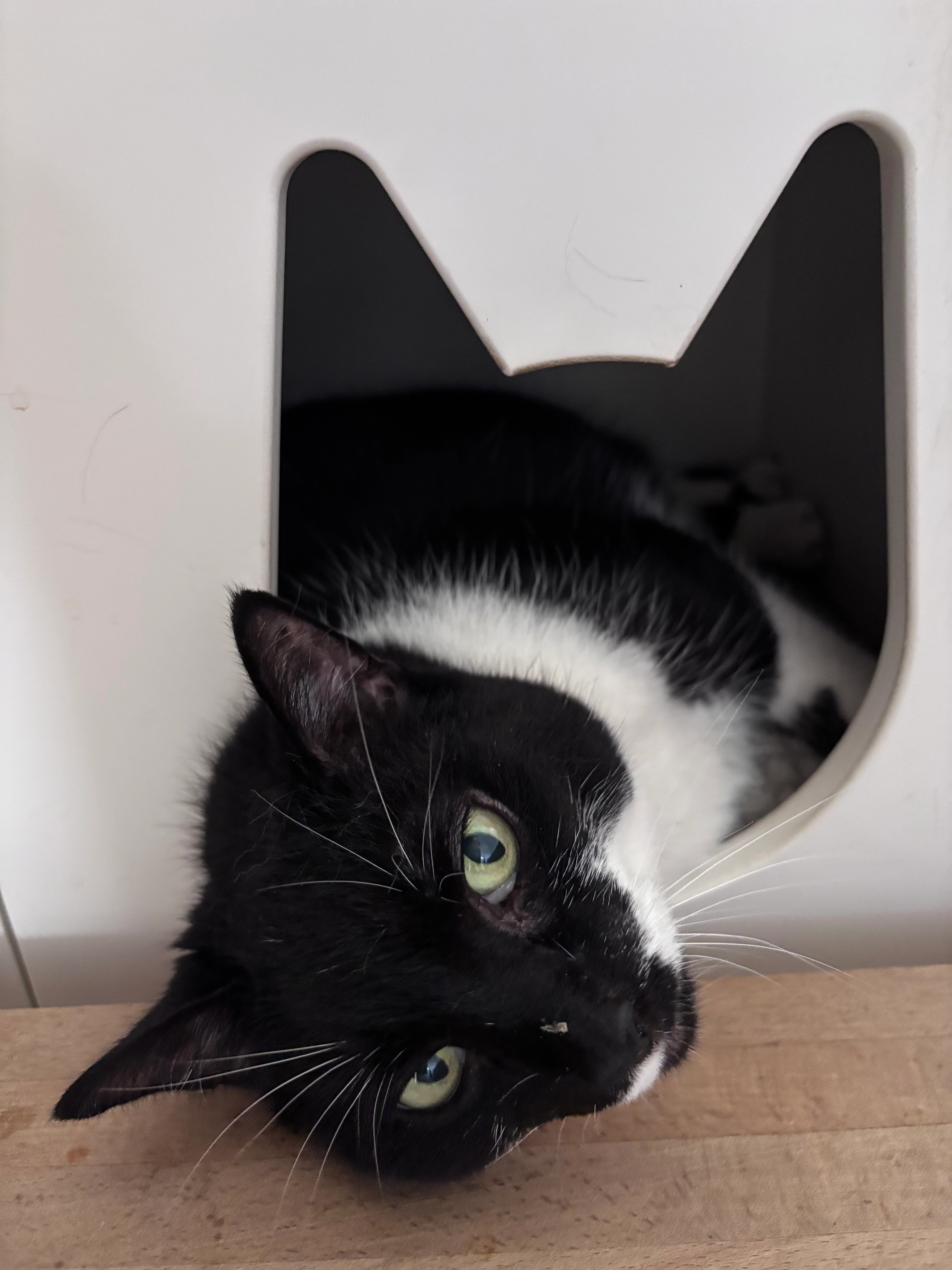 Daantje - Saturnus, Heeze