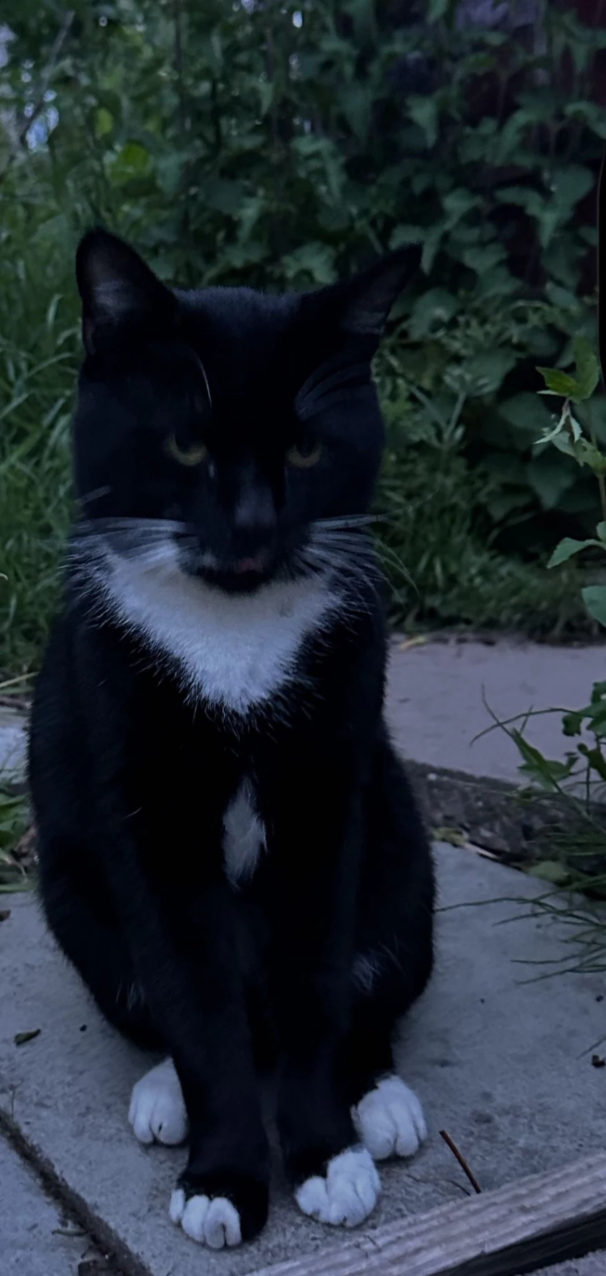 Fluffy - Windmill close, Wigan